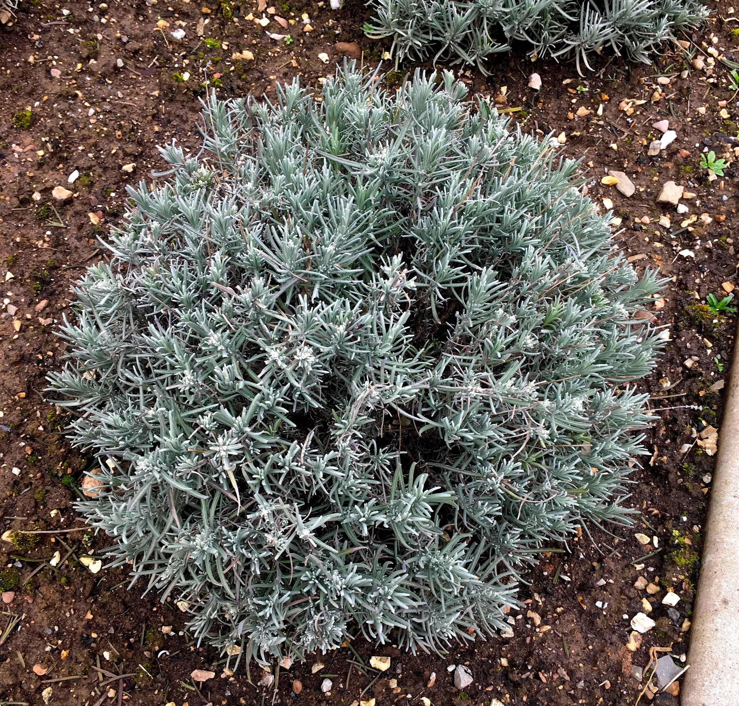 THE SILVER BLUE LEAVES OF LAVENDER