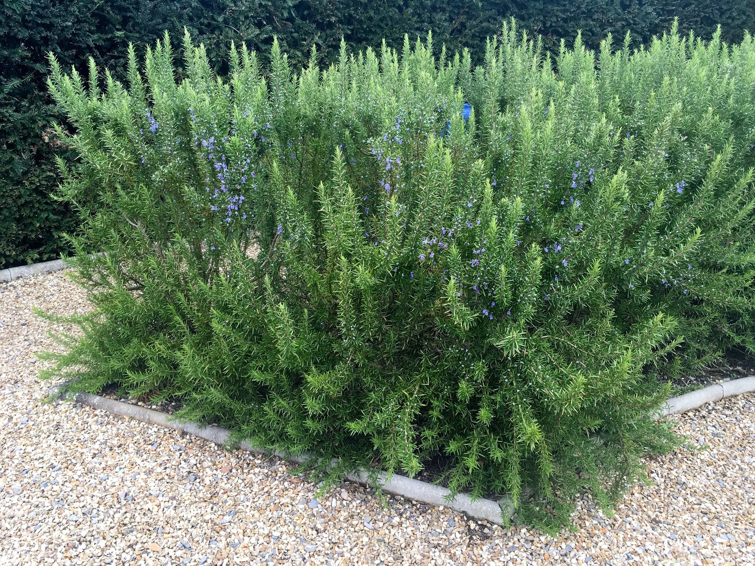 ROSEMARY USED IN SWATHES OF BEDS