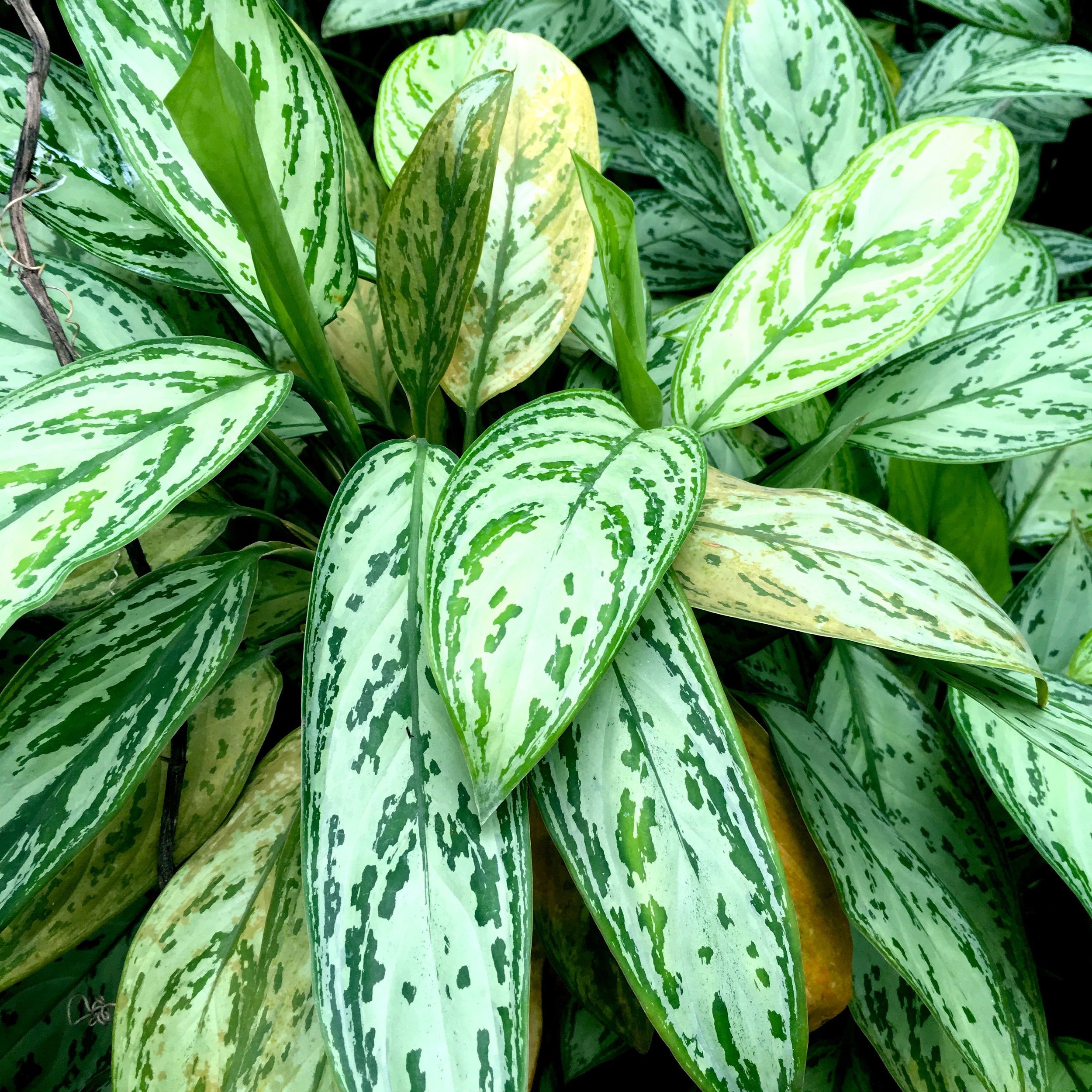 speckled leaves enjoying the heat as much as me