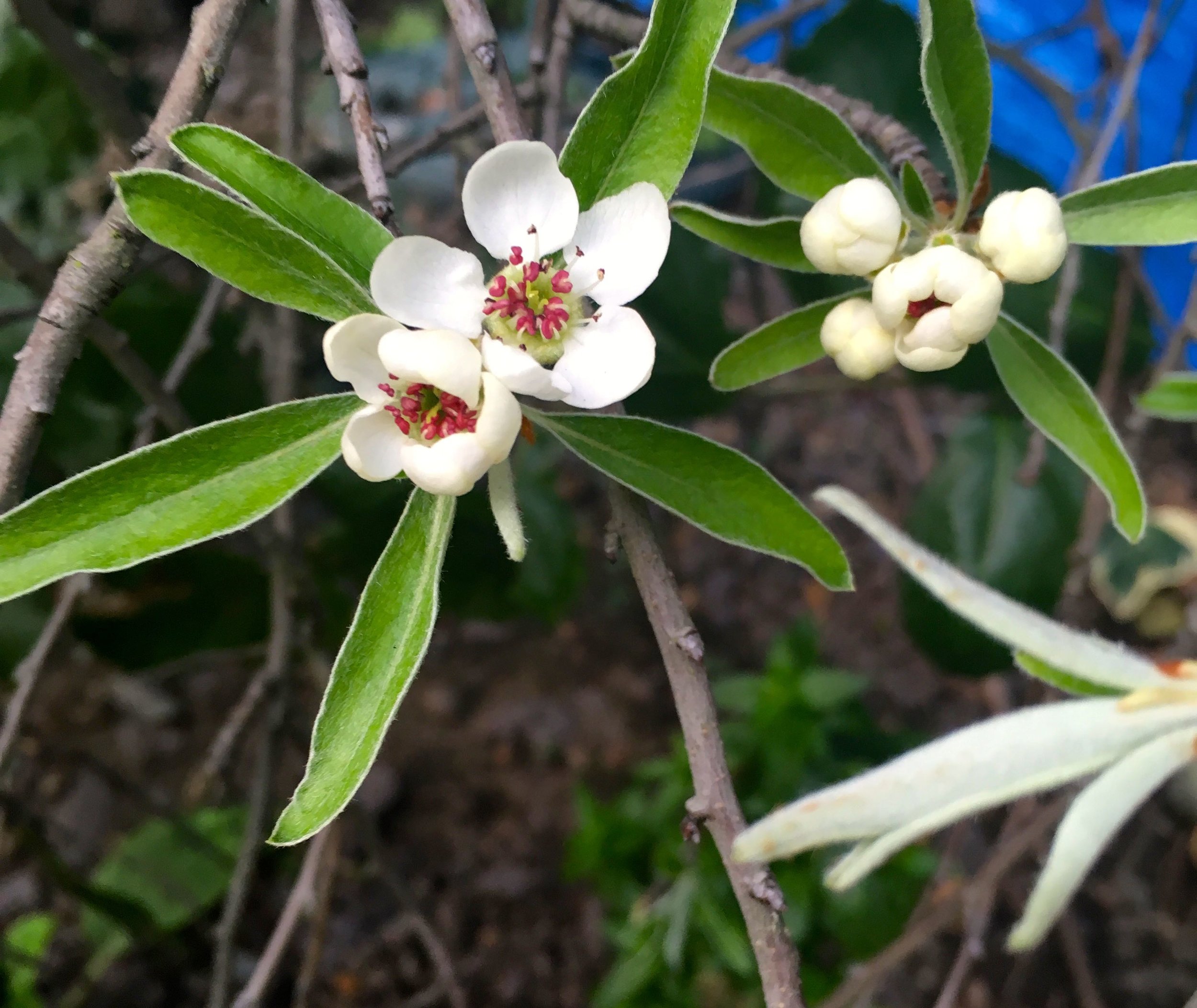 Flowers on the willow pear bush