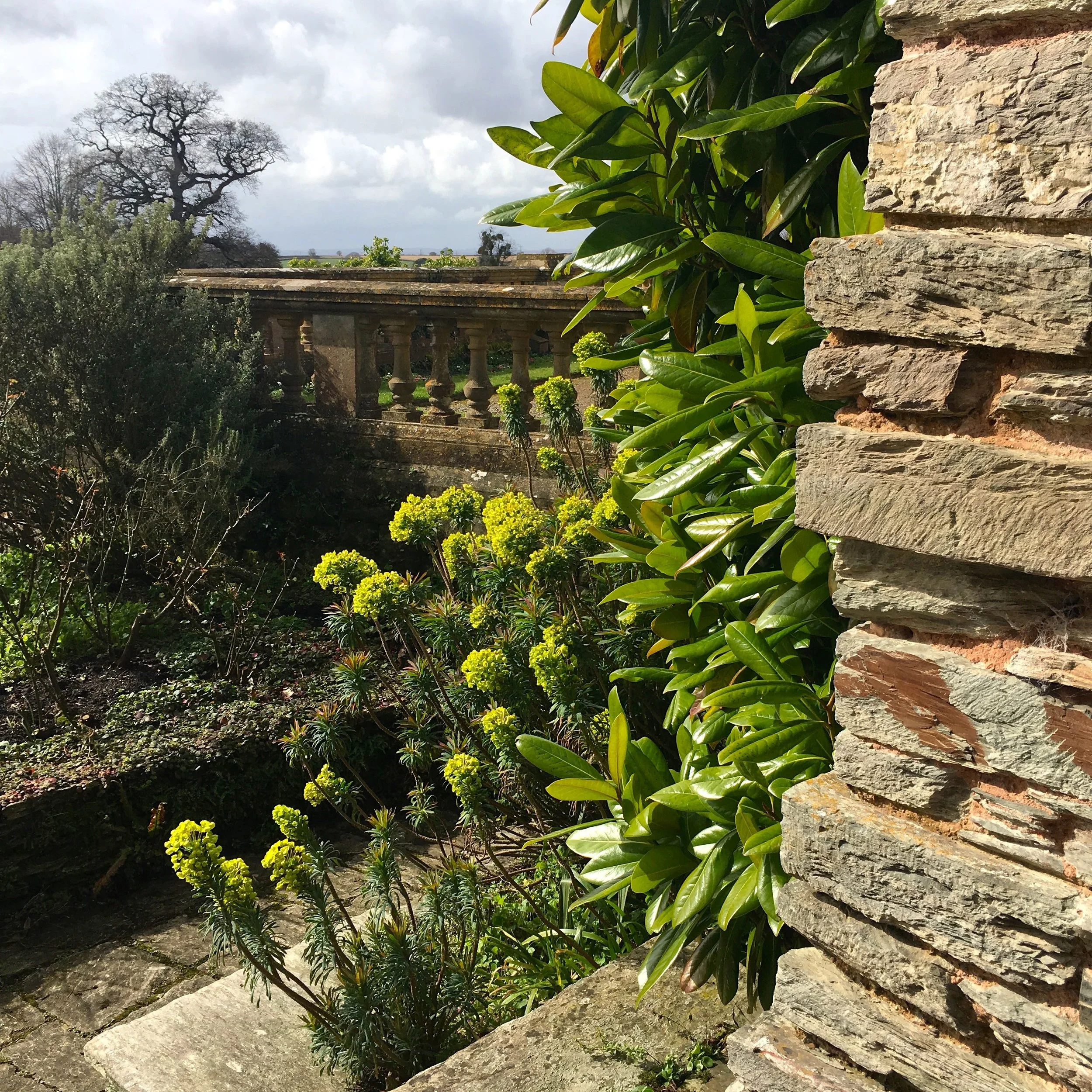EUPHORBIAS ENJOYING SOME SUN