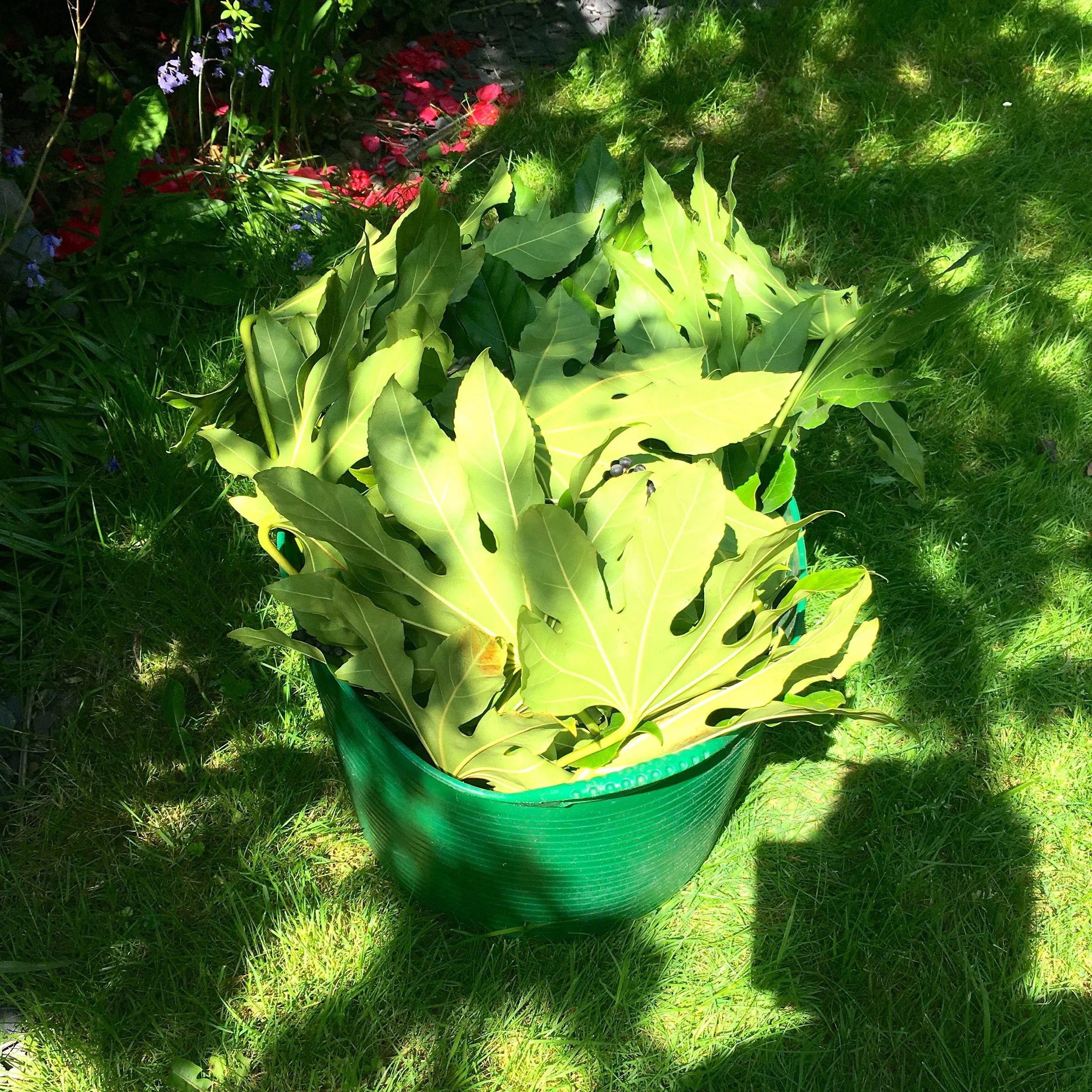 A pile of fatsia leaves