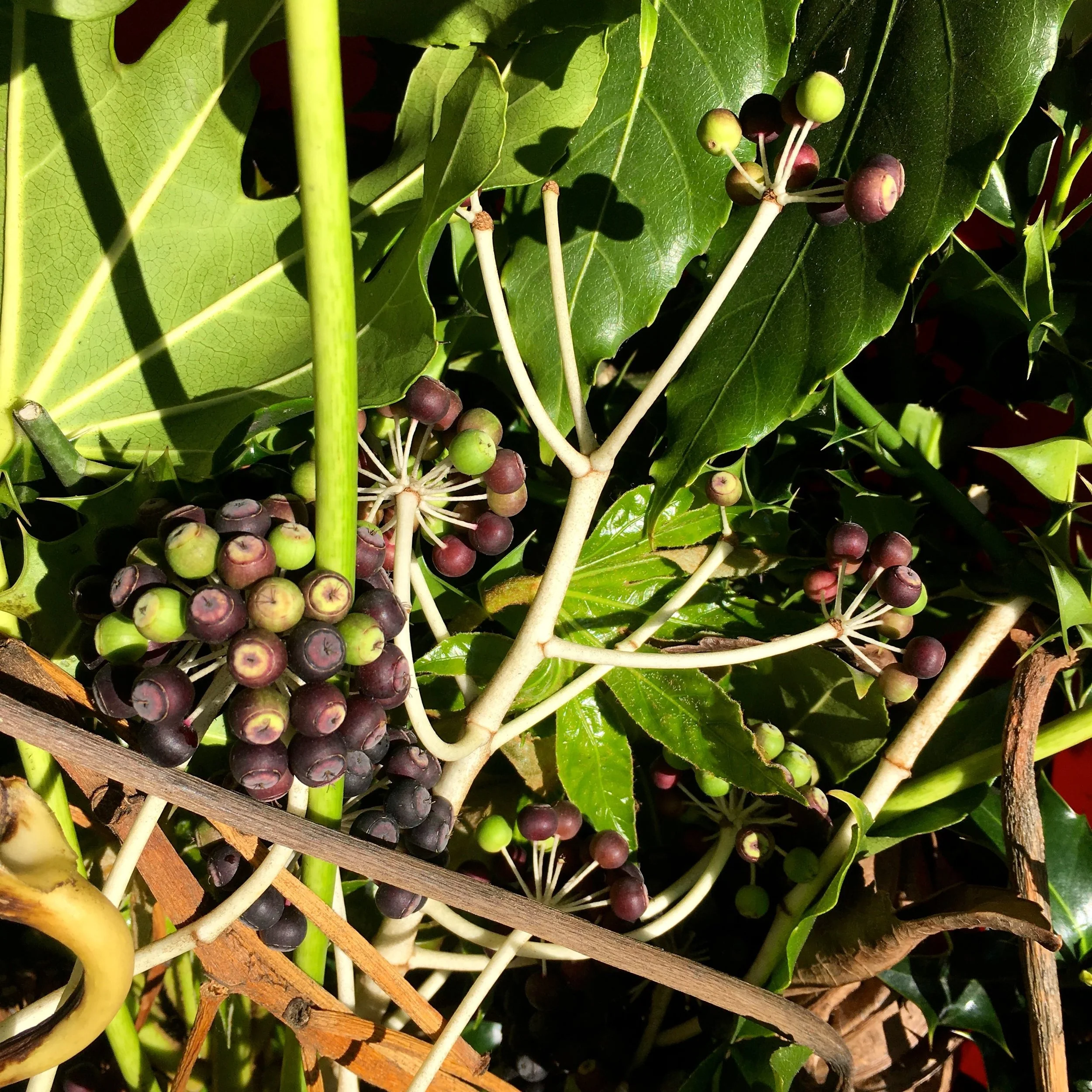 saying goodbye to thees Fatsia berries