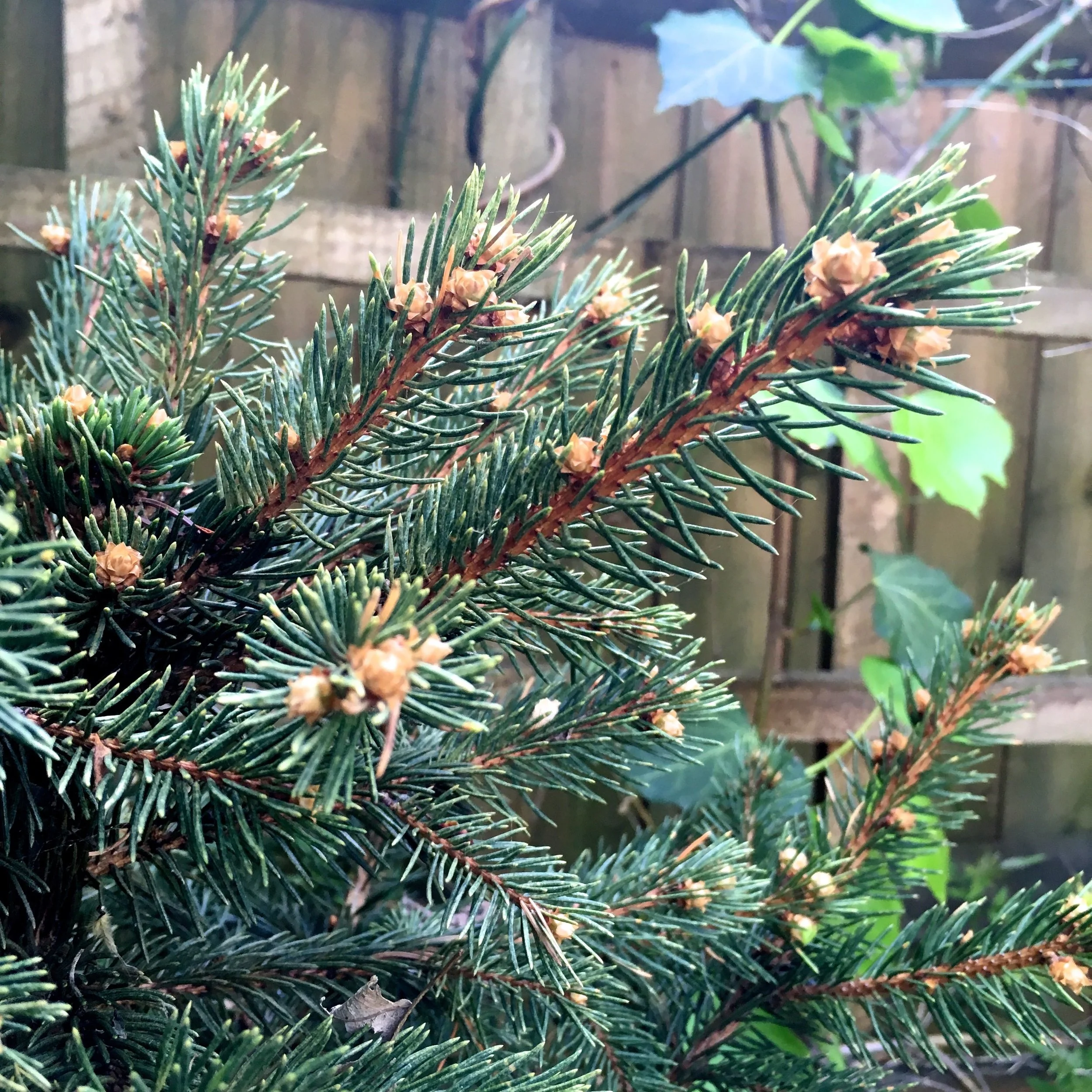 growth on the small christmas tree