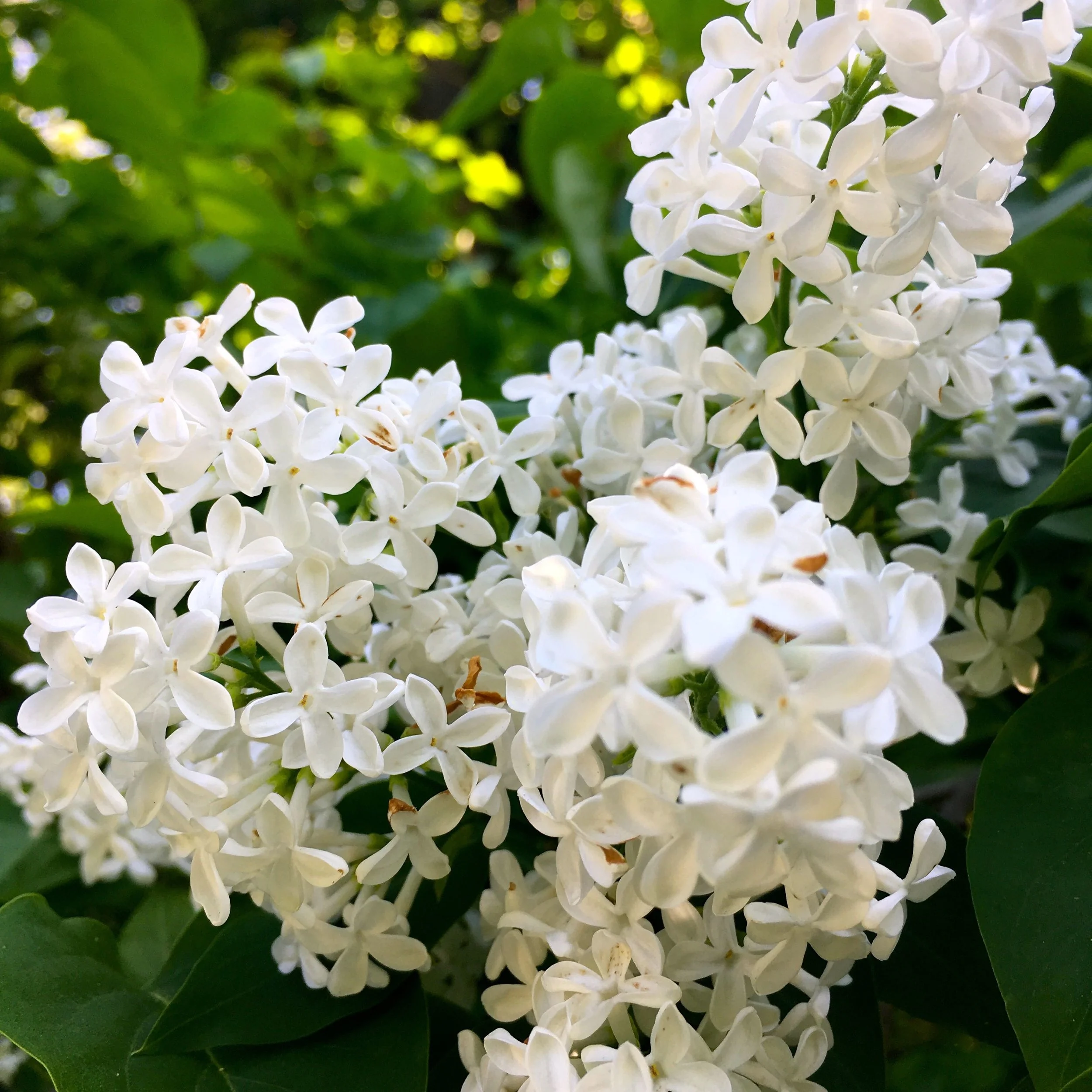 plenty of flowers - and fragrance - from the lilac