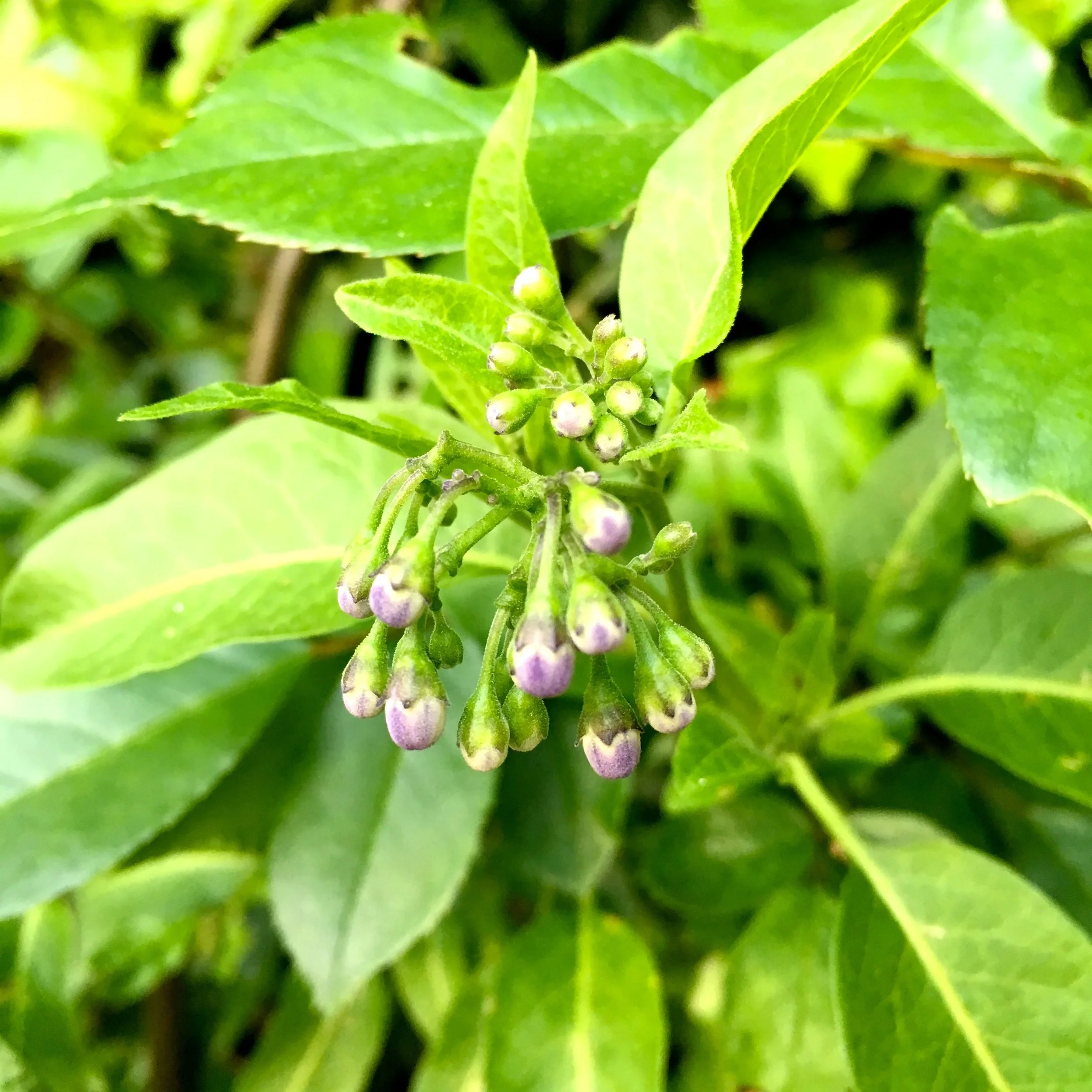 starting to form buds