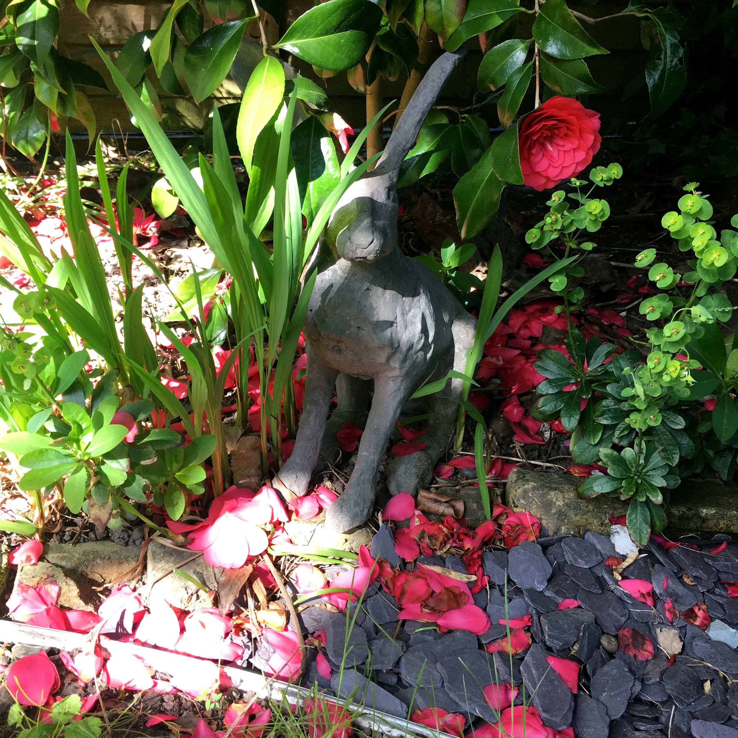 a hare amongst the camelias