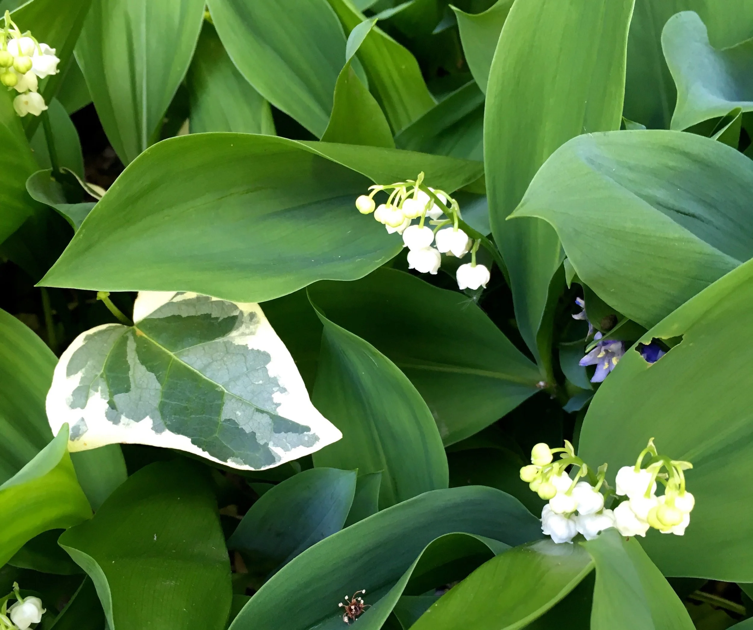 lily of the valley and variegated ivy