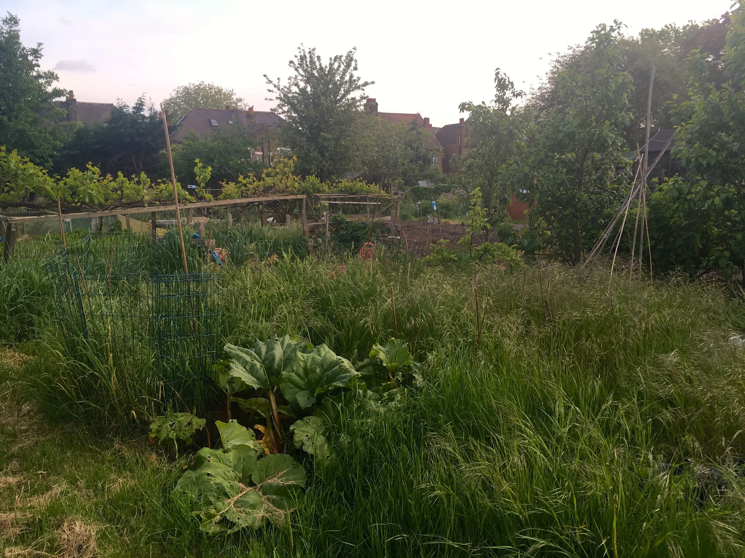 THERE'S RHUBARB IN THERE, HONEST