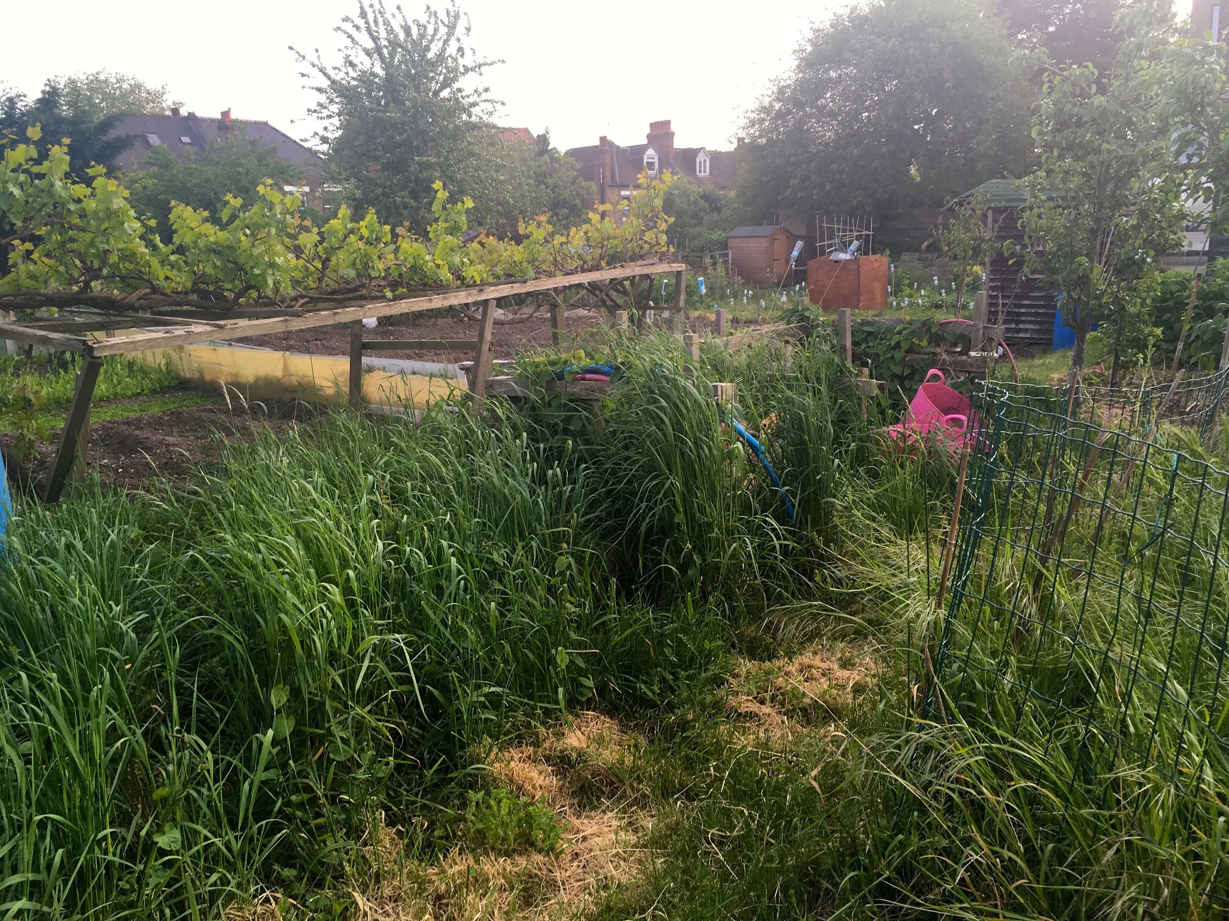 IT'S BEEN A GOOD WINTER FOR GRASS