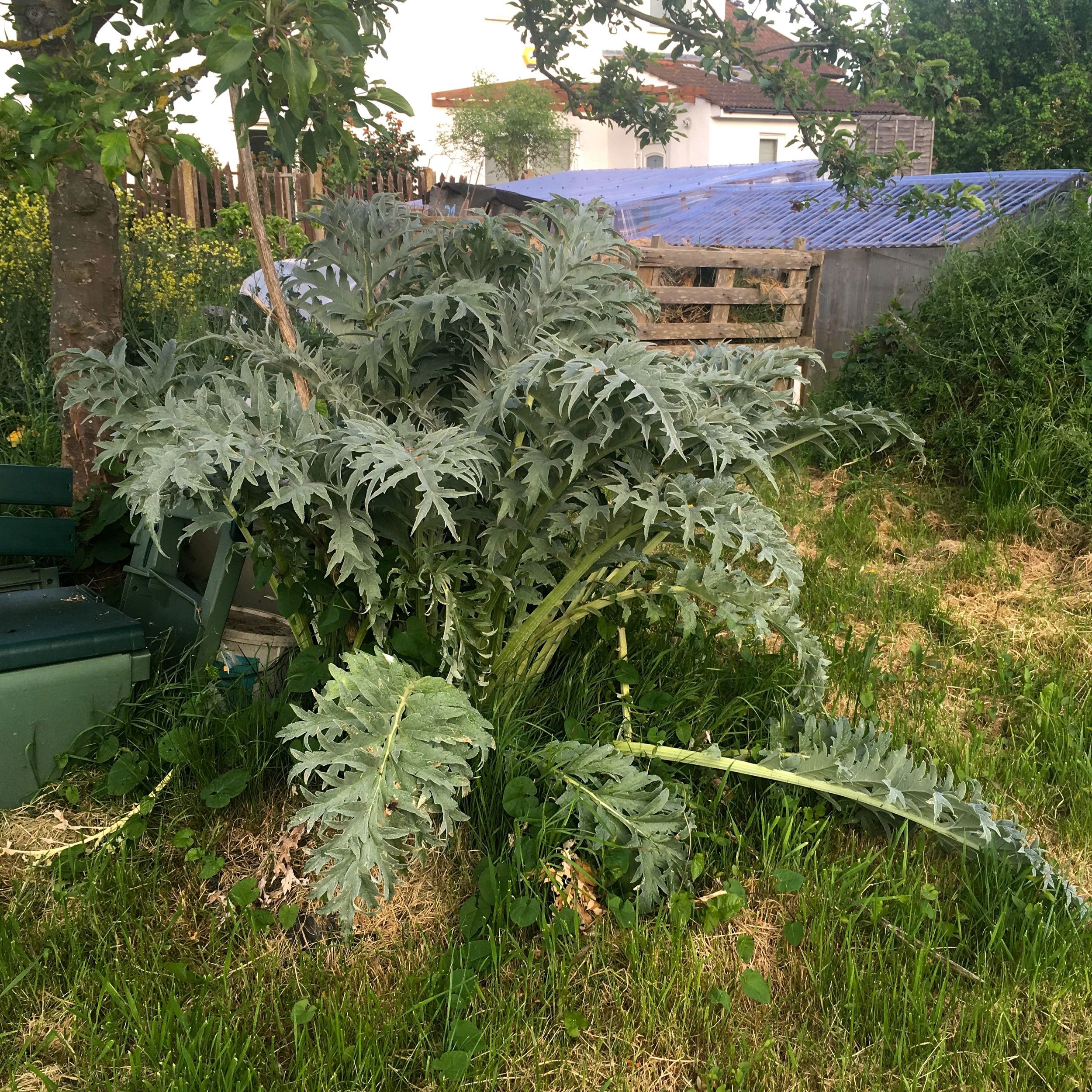 THE ARTICHOKE'S HAPPY