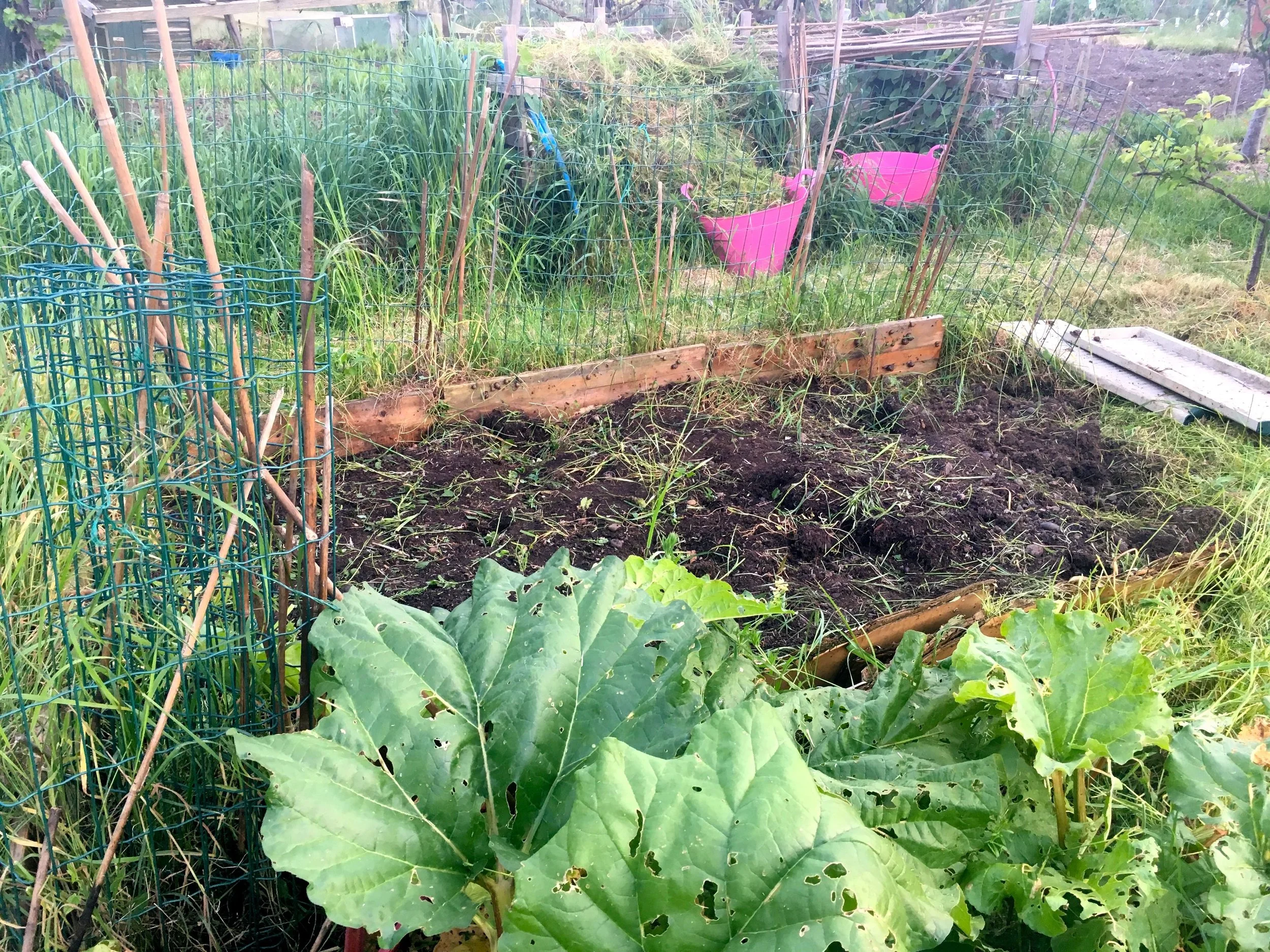 MORE WEEDING DONE, AND NIBBLED RHUBARB LEAVES