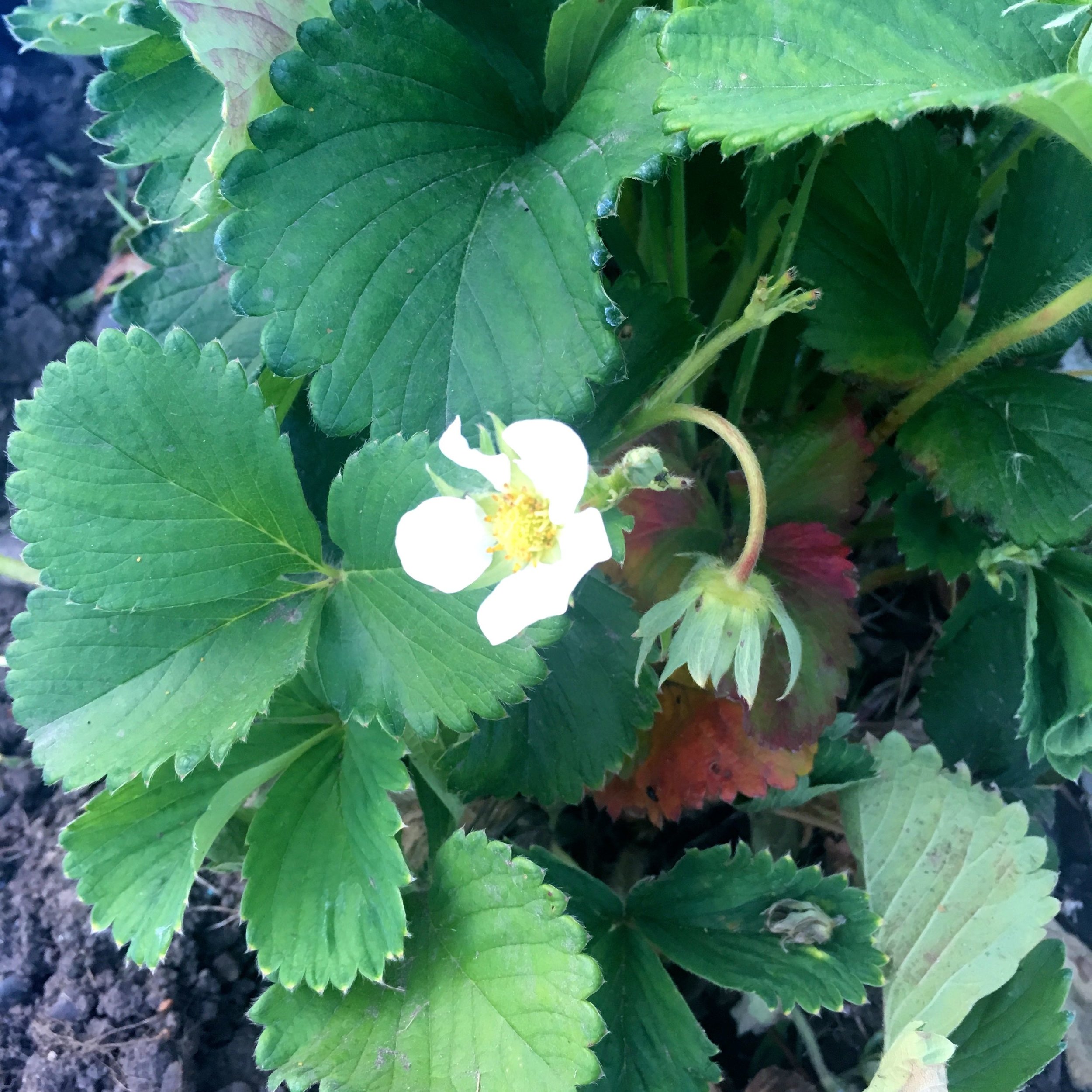 STRAWBERRY FLOWERS