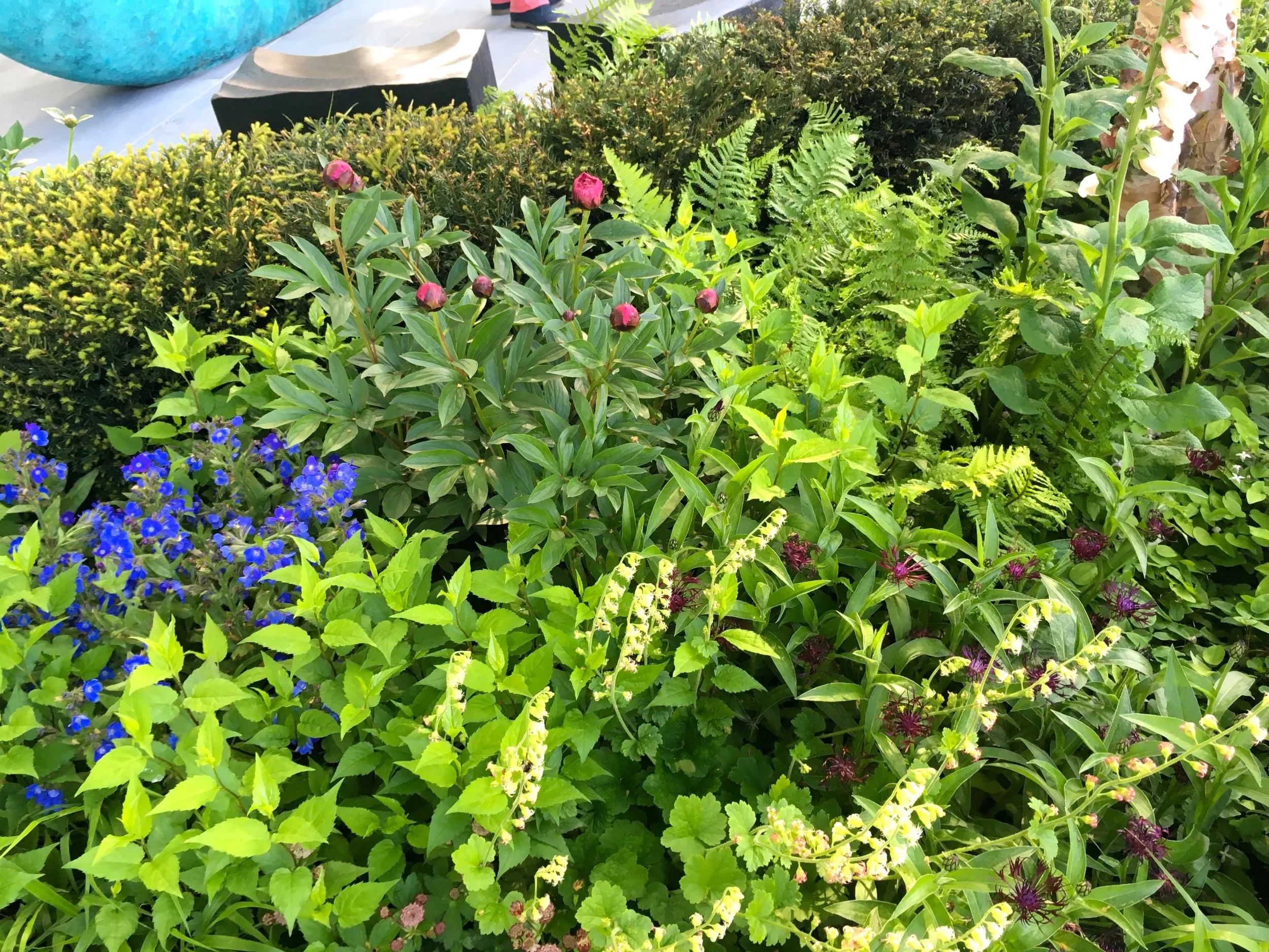 PEONIES ALMOST READY TO POP