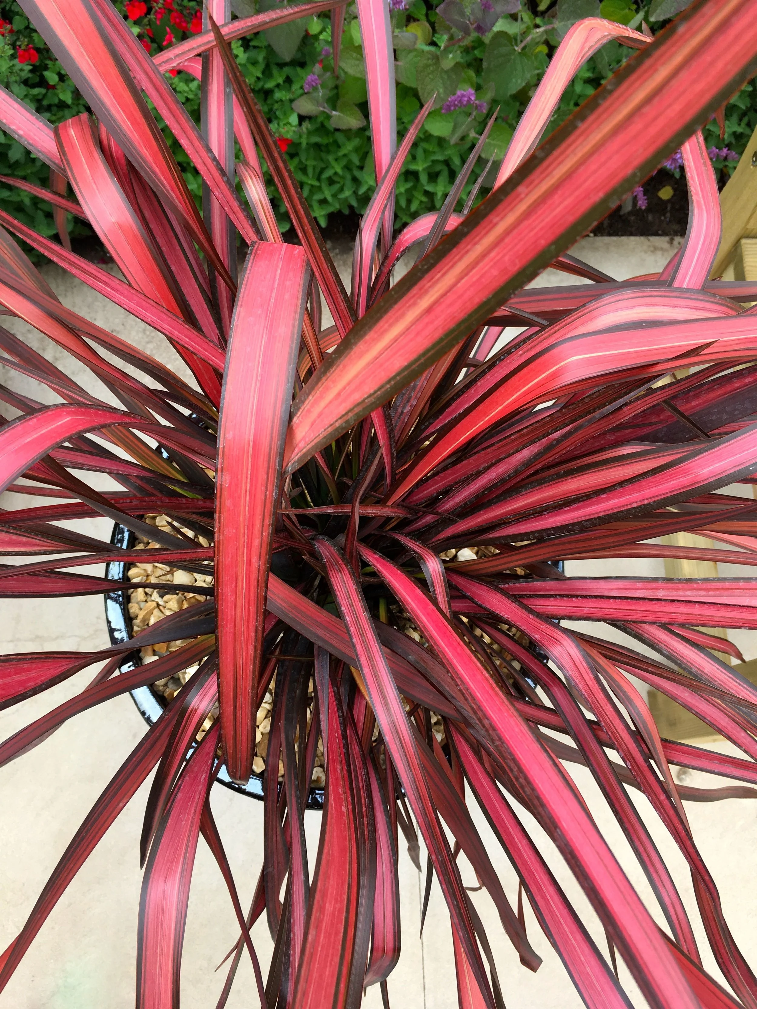 COLOUR AND COLOURFUL POTS IN THE WYEVALE GARDEN CENTRE SOLUTIONS GARDEN