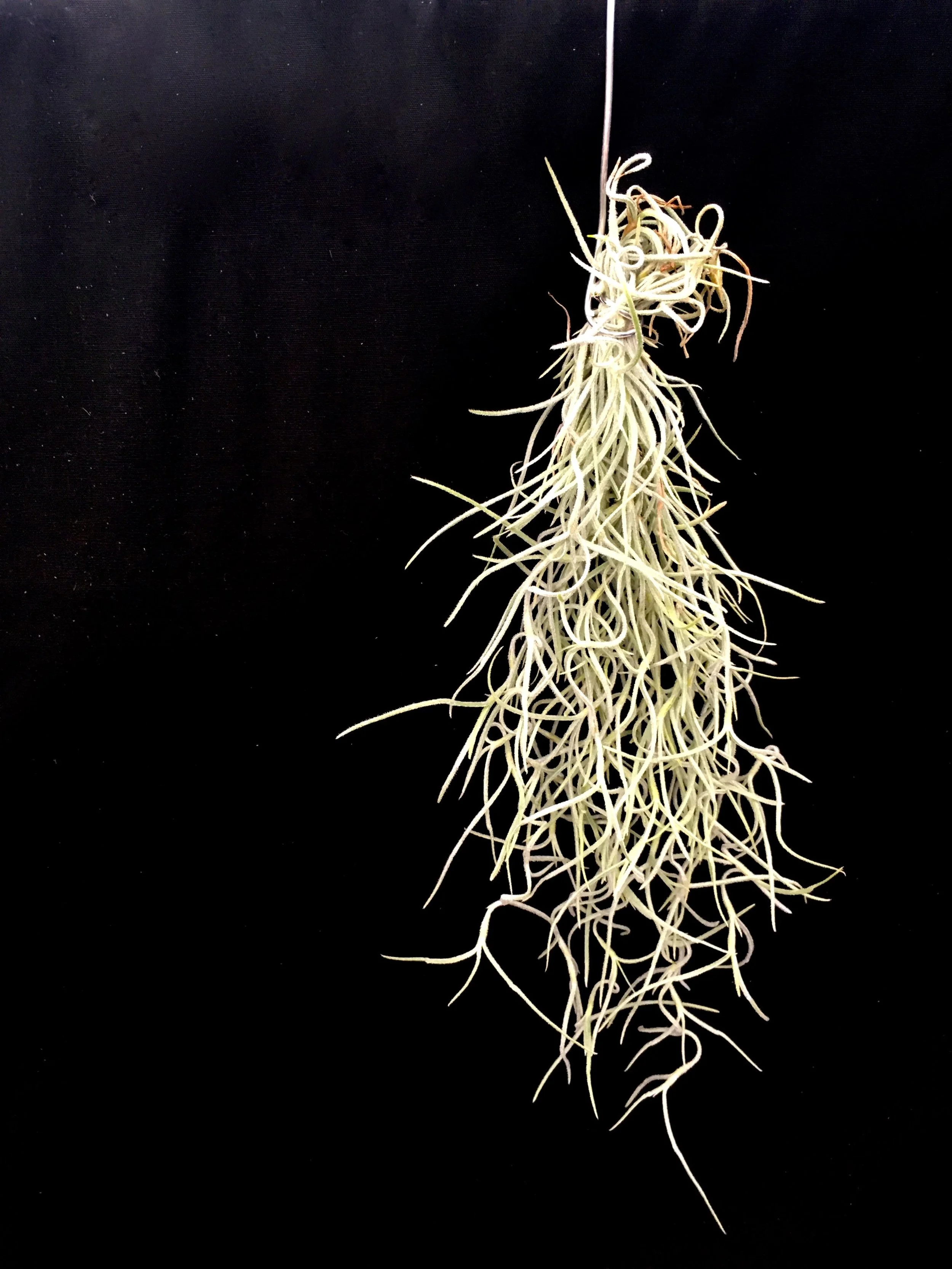 AIR PLANTS, WIERD AND WONDERFUL!