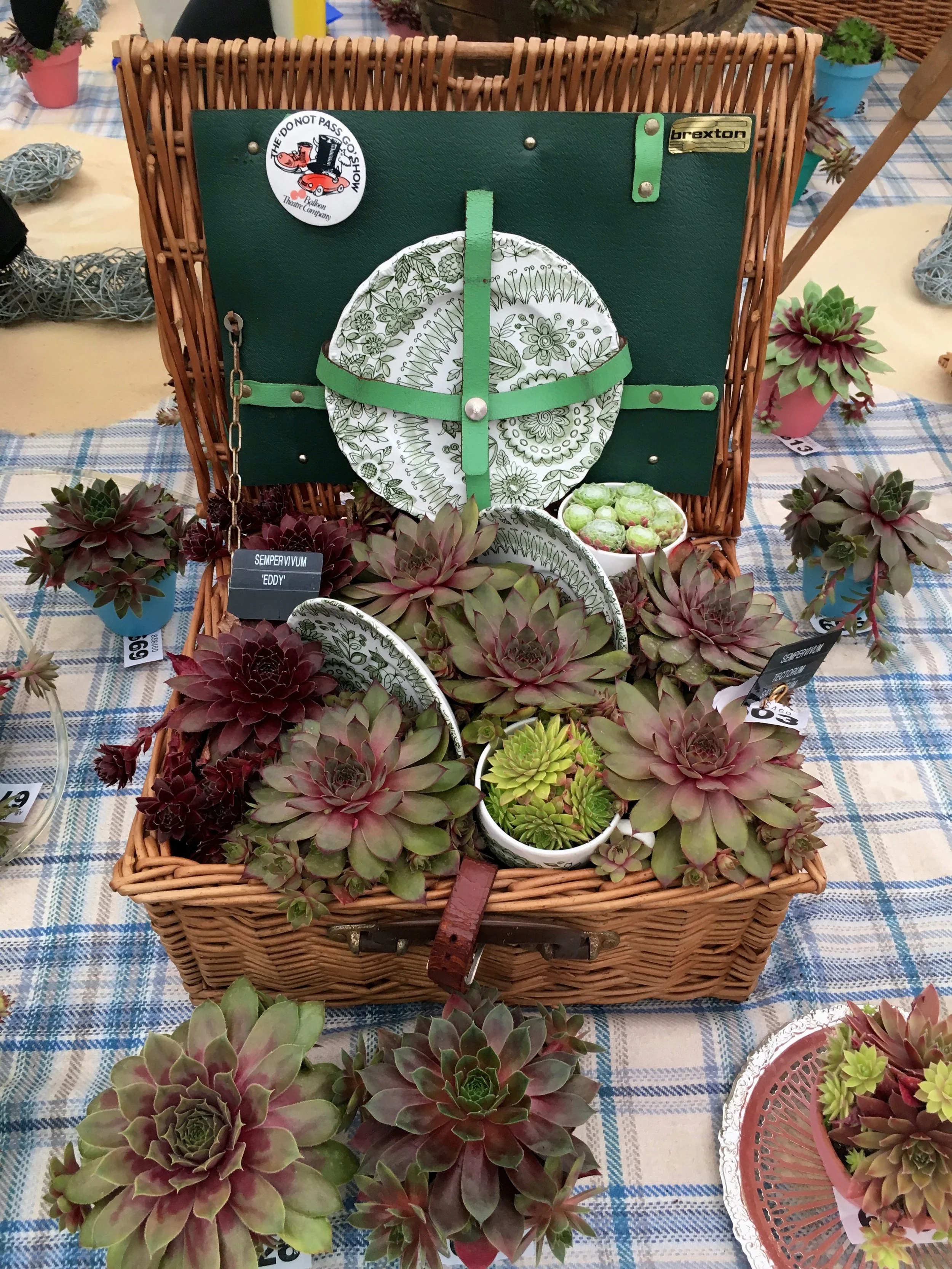 A PICNIC OF SUCCULENTS