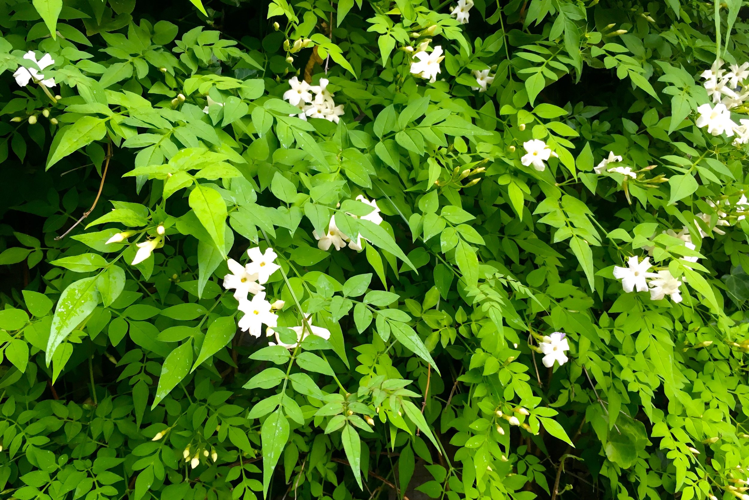 A cascade of jasmine