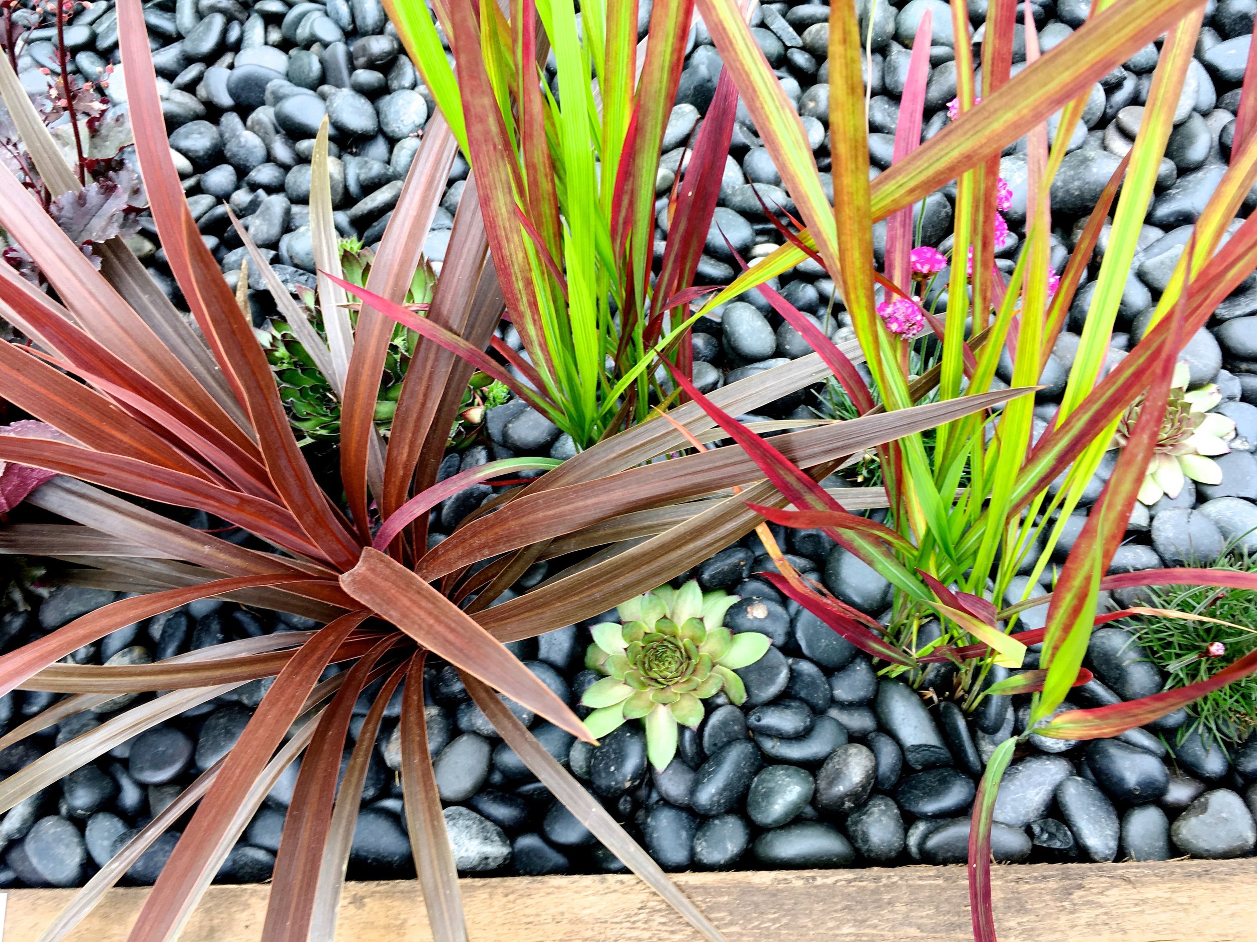 phormiums in pebbles