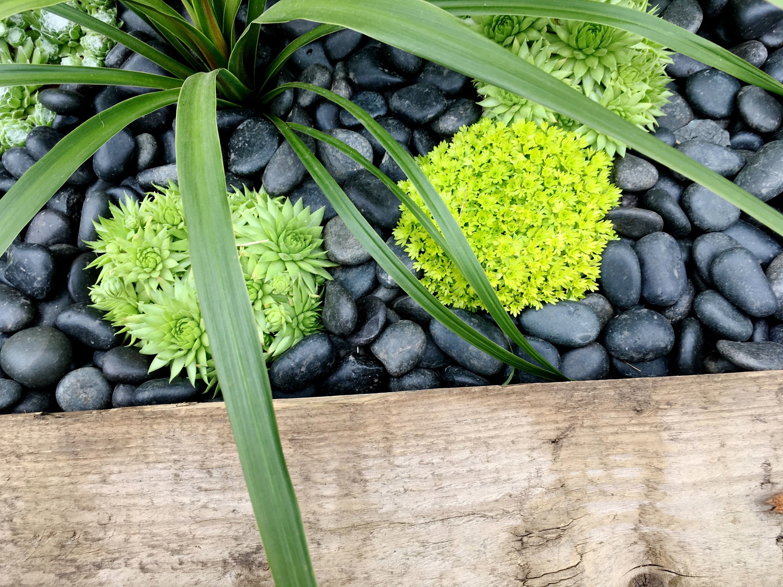 A close-up of a brightly coloured succulent or two