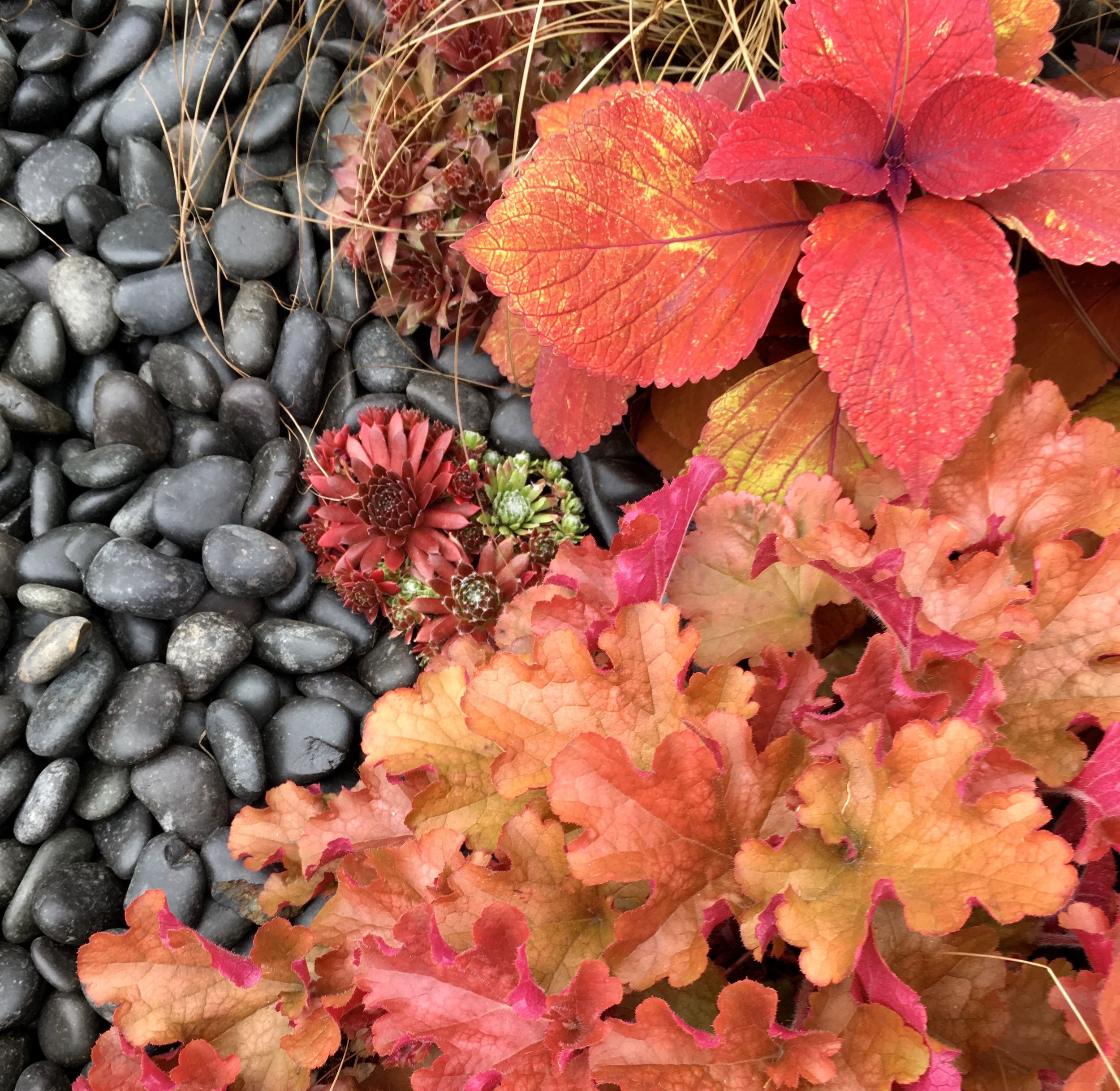 striking reds of the plants against the grey pebbles