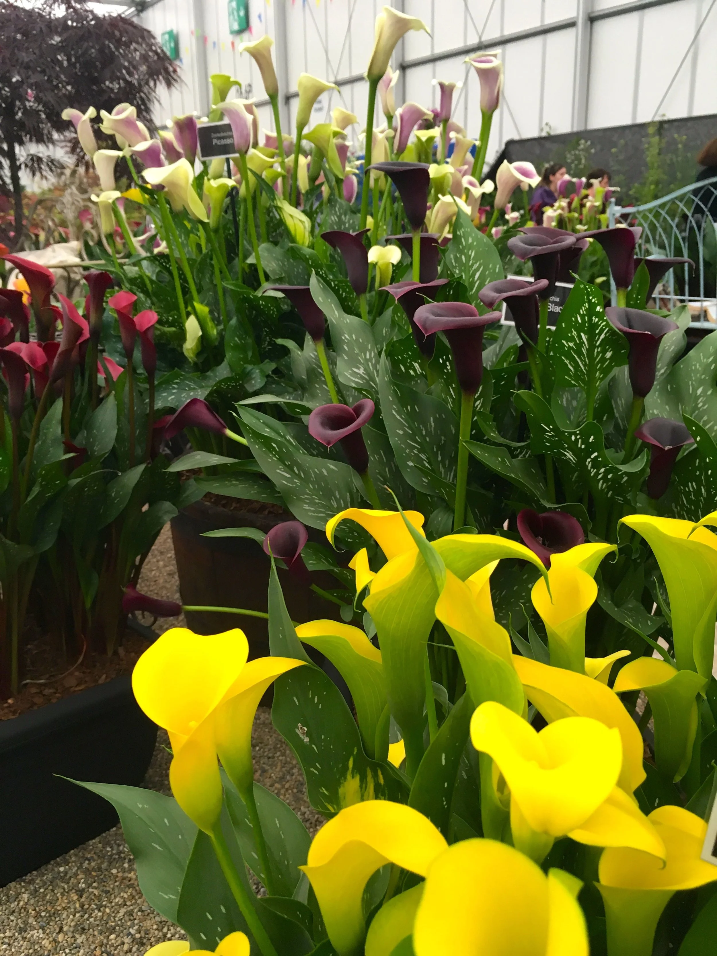 zantedeschia or Calla Lily in every colour