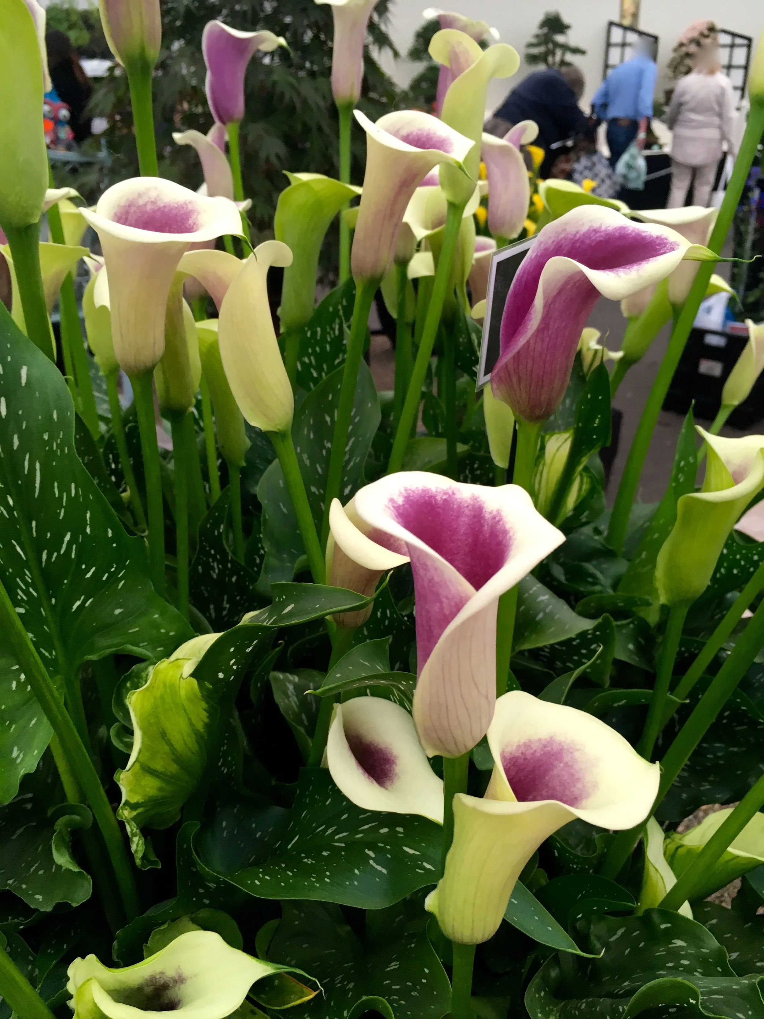 purple and cream calla lillies