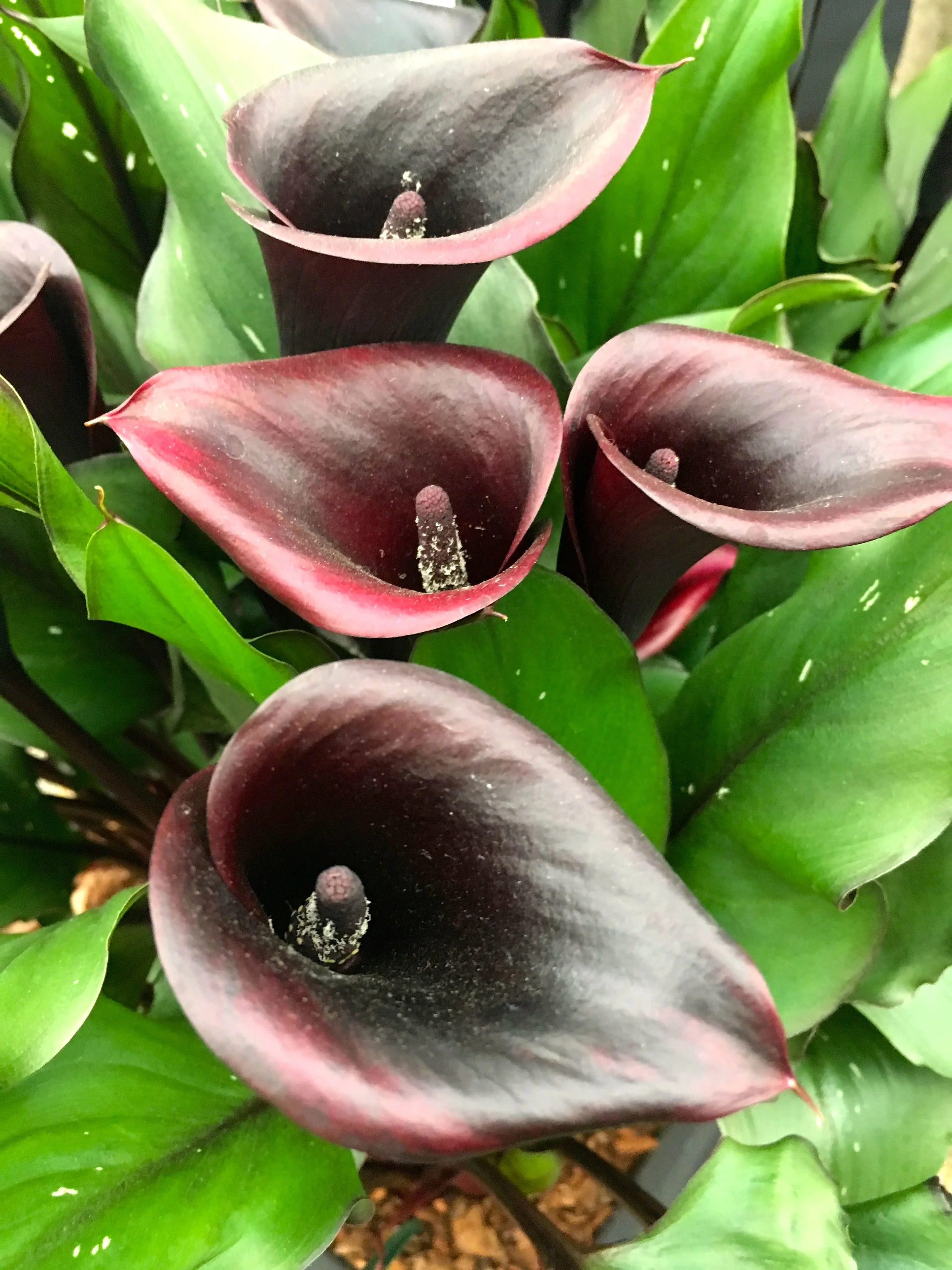 dark and dramatic: calla lilies at gardener's world live