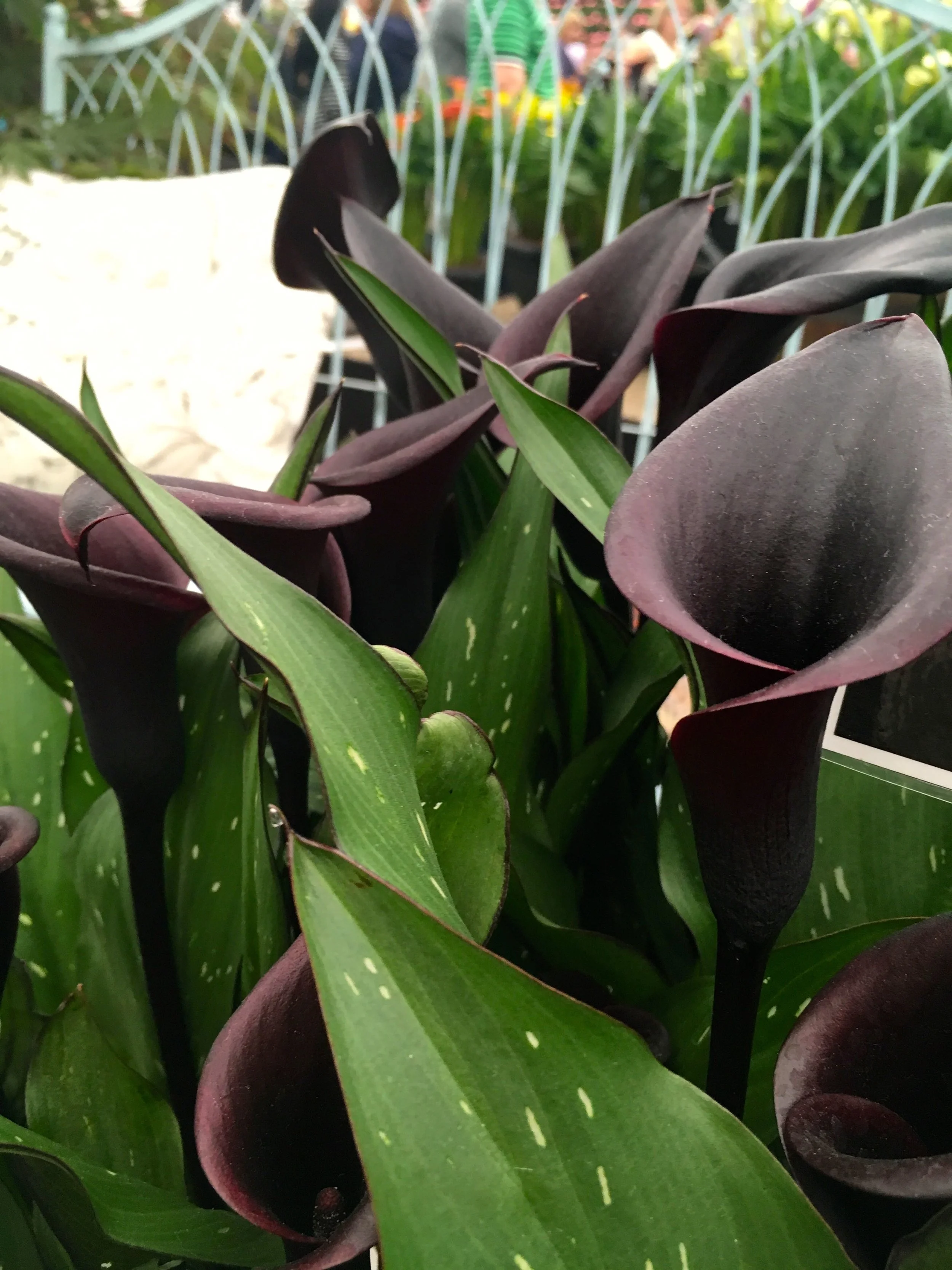 calla lilies originate from africa
