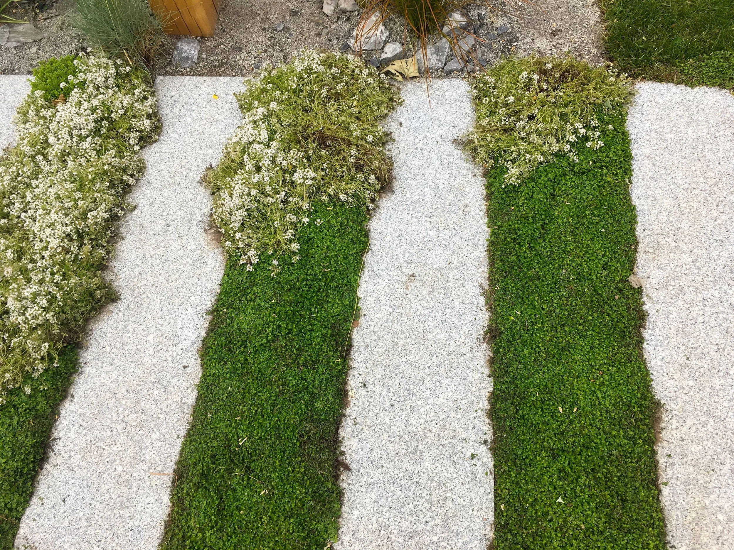 Plants softening the structures in the space