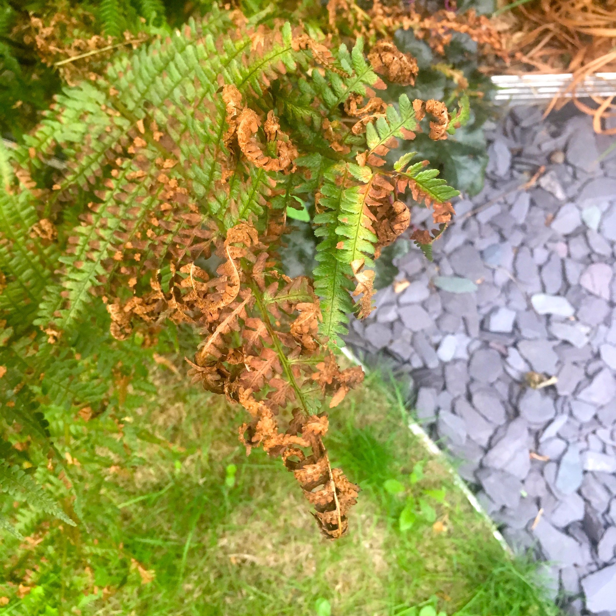 ferns and slate