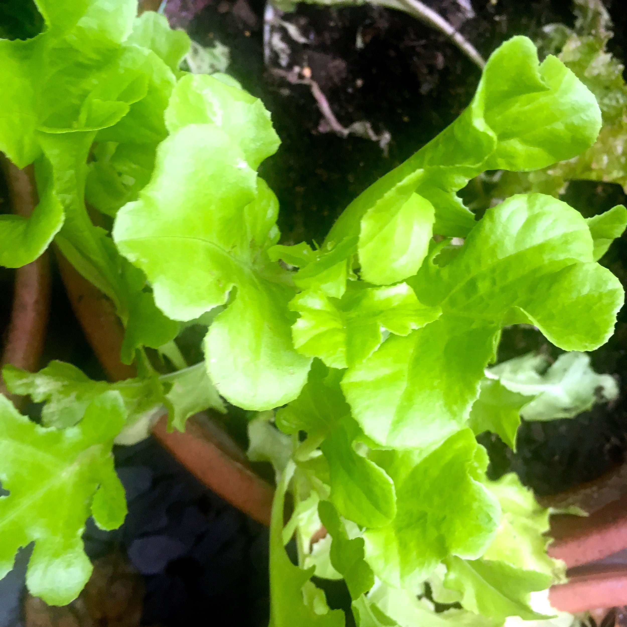 lettuce in pots