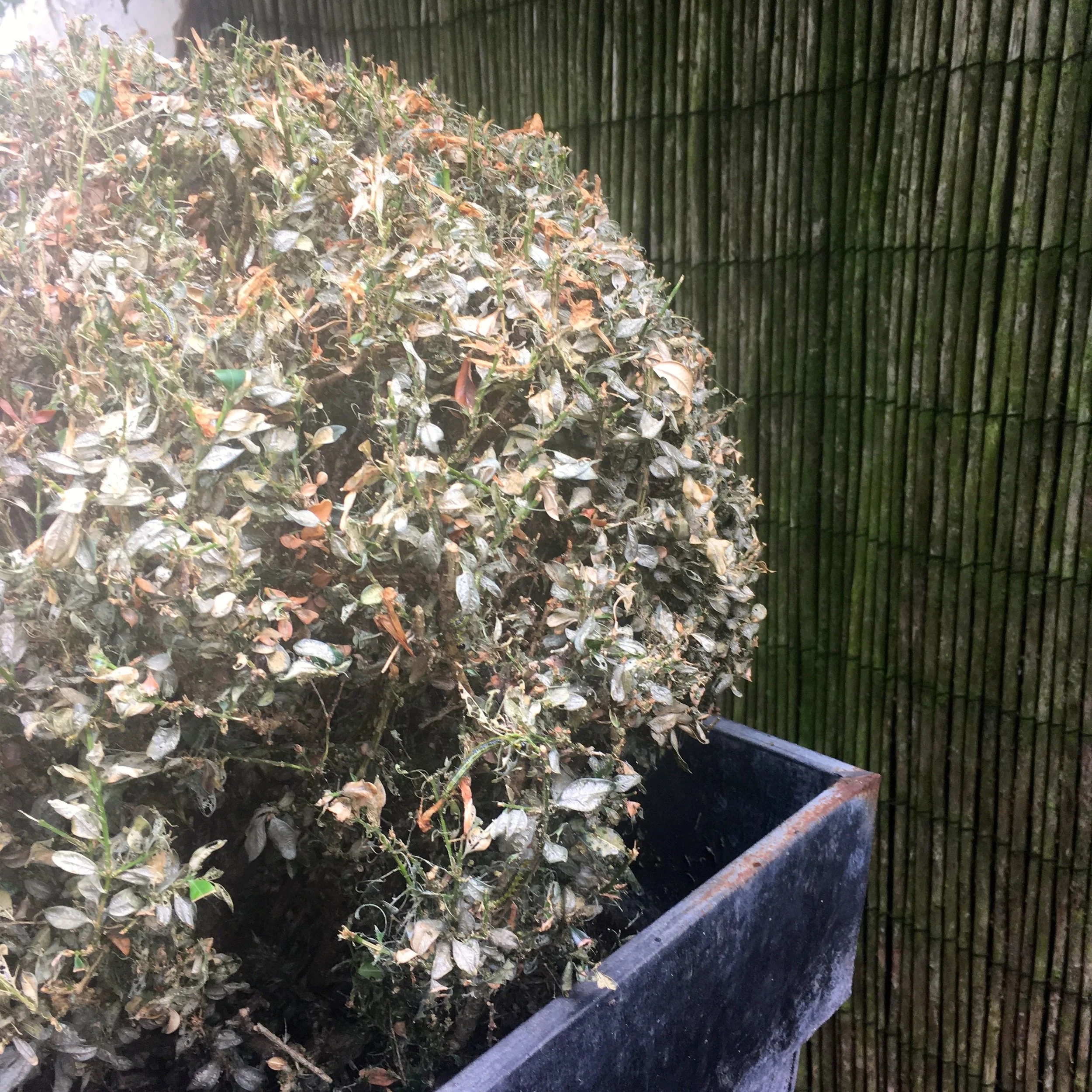 THE UNHEALTHY LOOKING BOX NUMBER 1