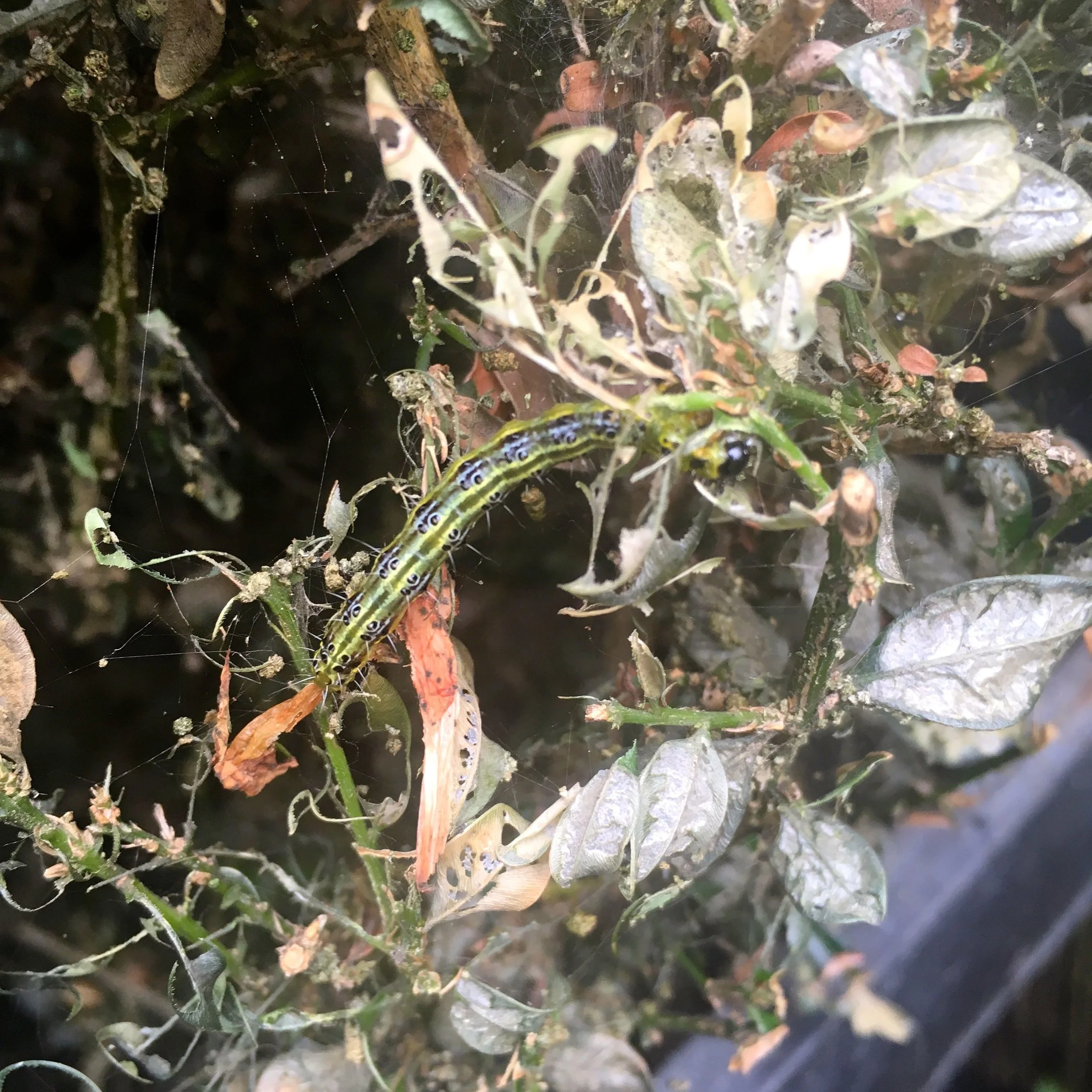 ONE OF THE CULPRITS - BOX CATERPILLAR