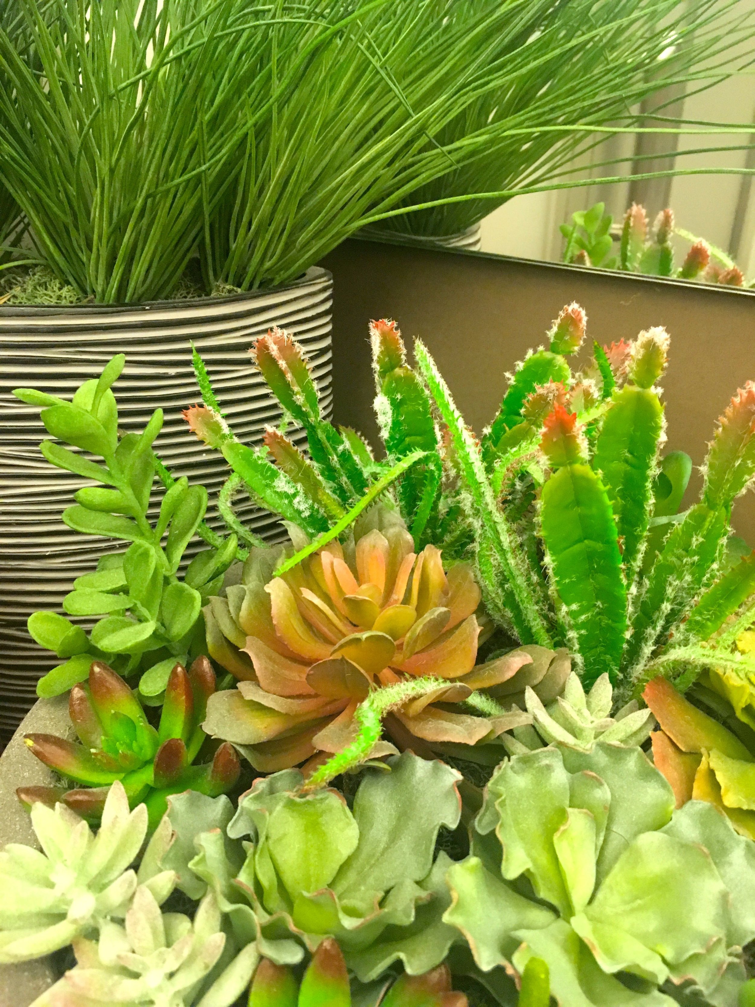 A close up of the corner plants