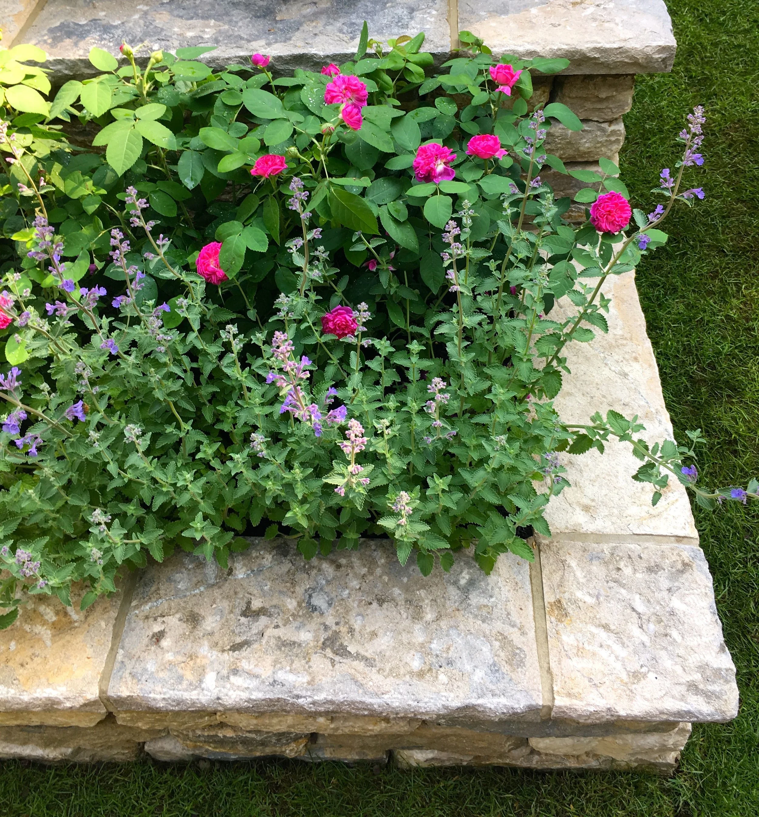 Looking down at the planting