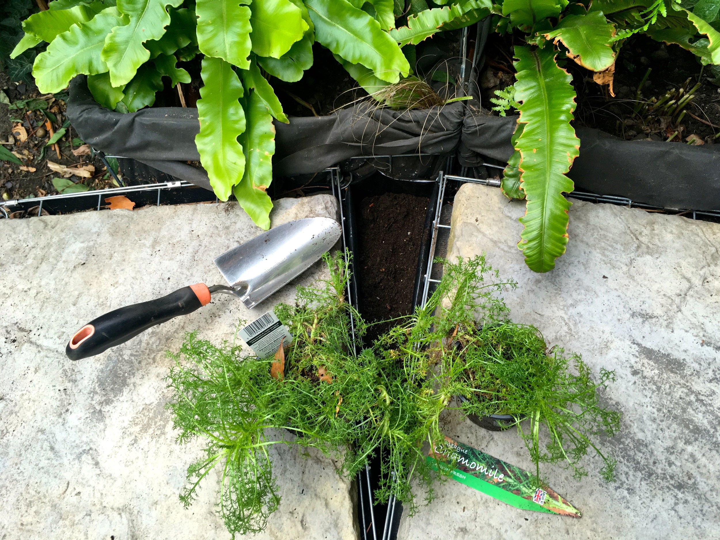 Some triangular planting