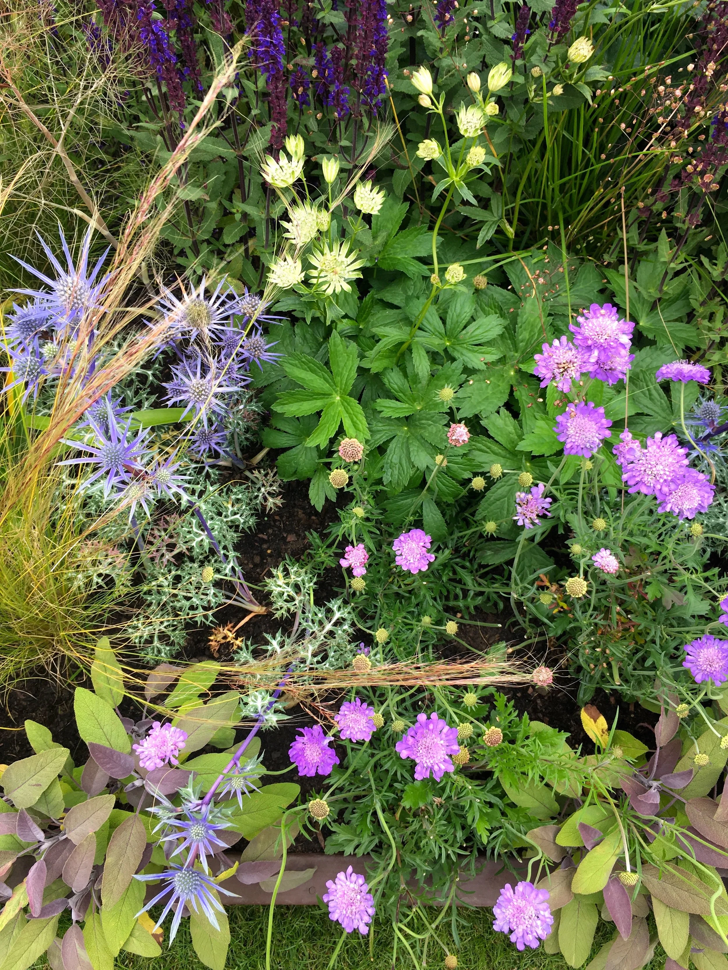 fresh and pretty planting worthy of a mermaid at Gardeners' World Live