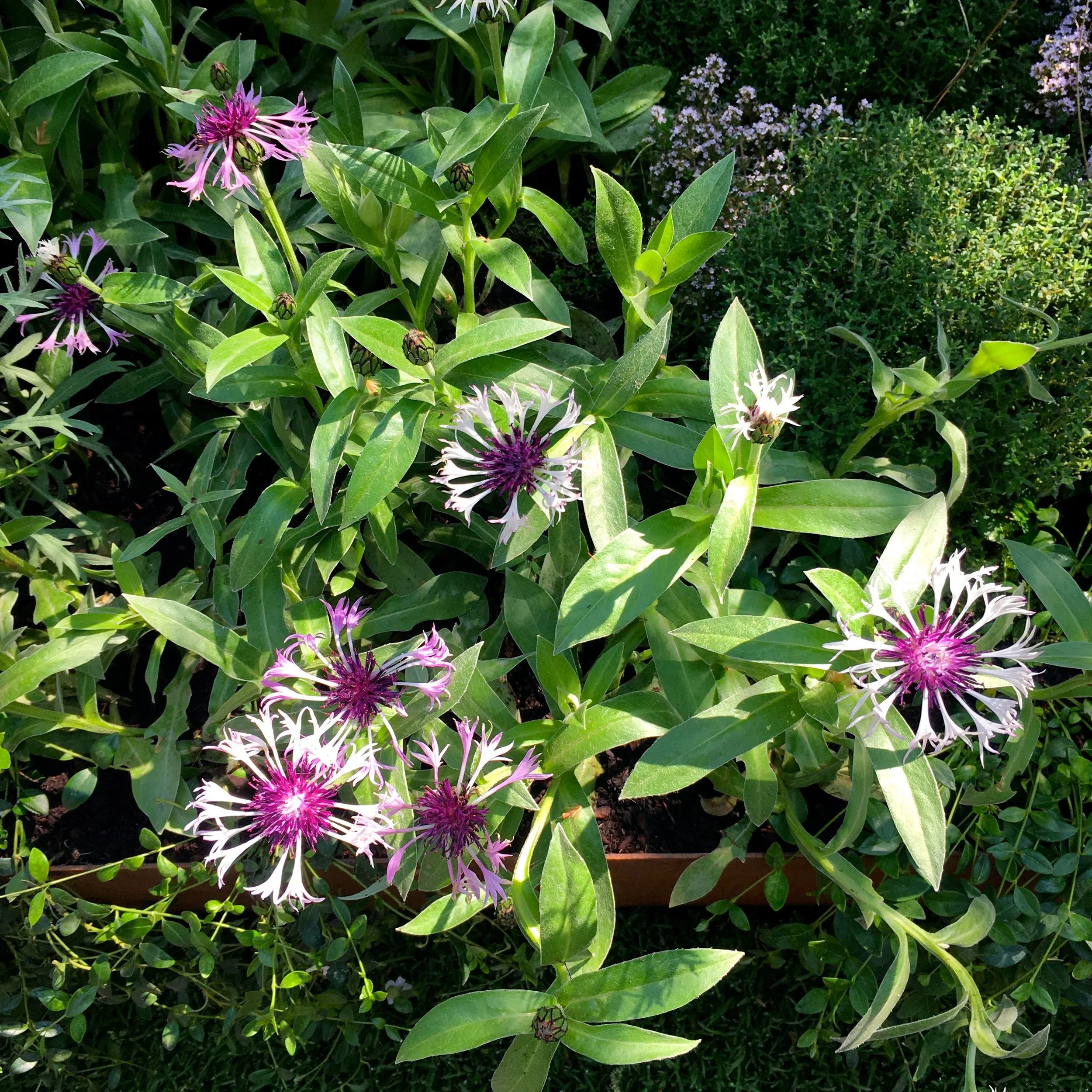 planting in the embroidered minds epilepsy garden