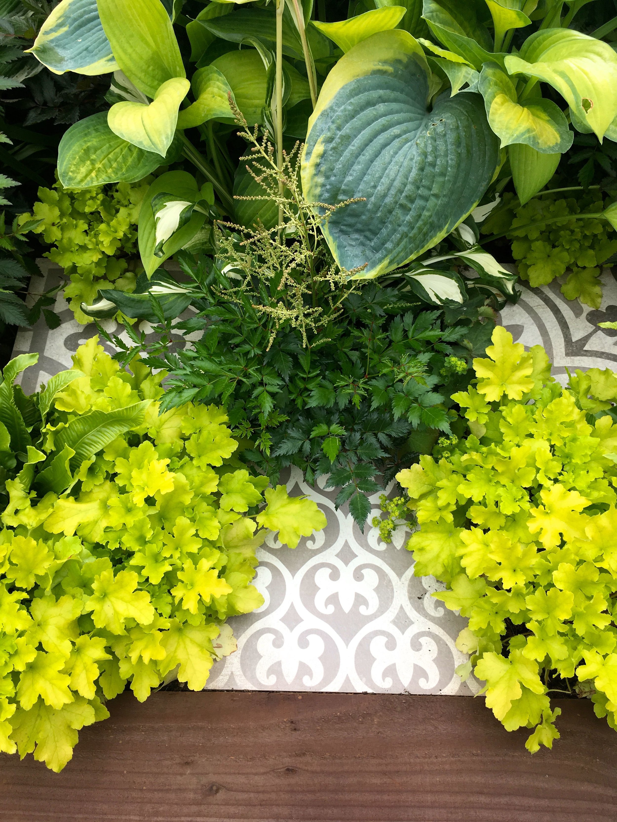 hostas and yellow-y greens spilling over patterned tiles