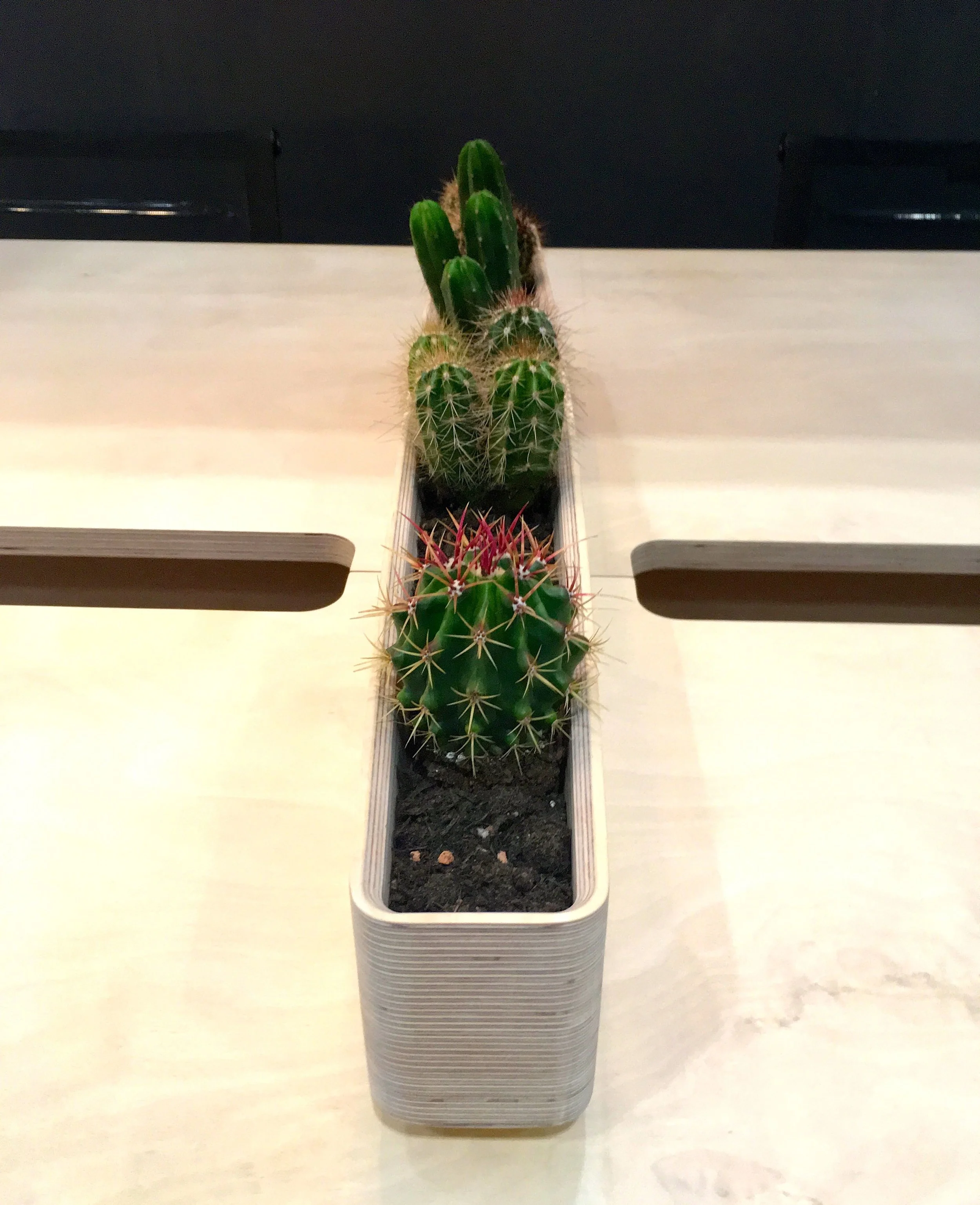 x-ply desks adorned with succulents