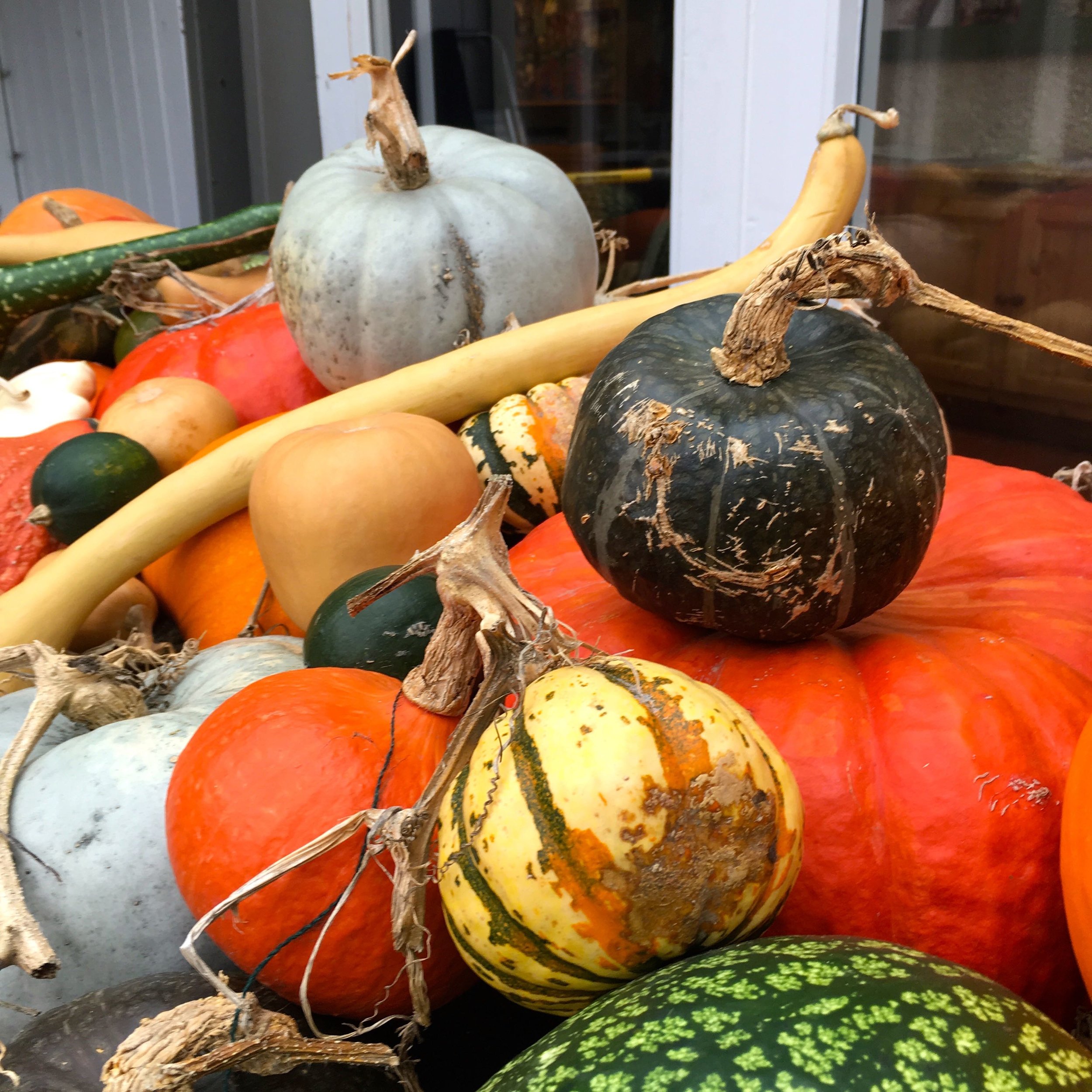 pumpkins of all shapes and sizes