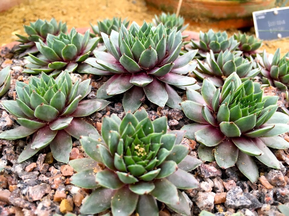 SUCCULENTS