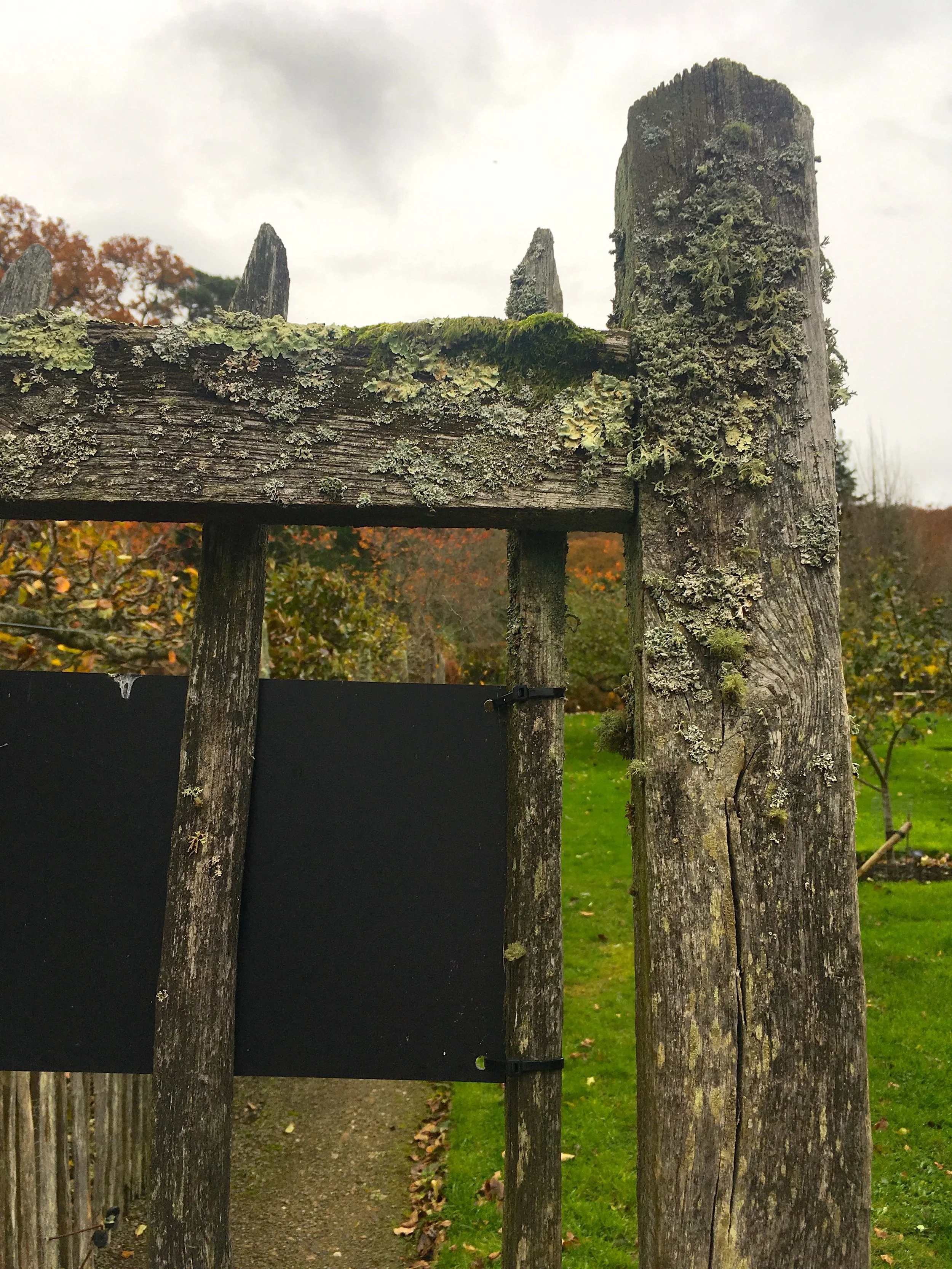 lichen on the gate to the vegetable garden