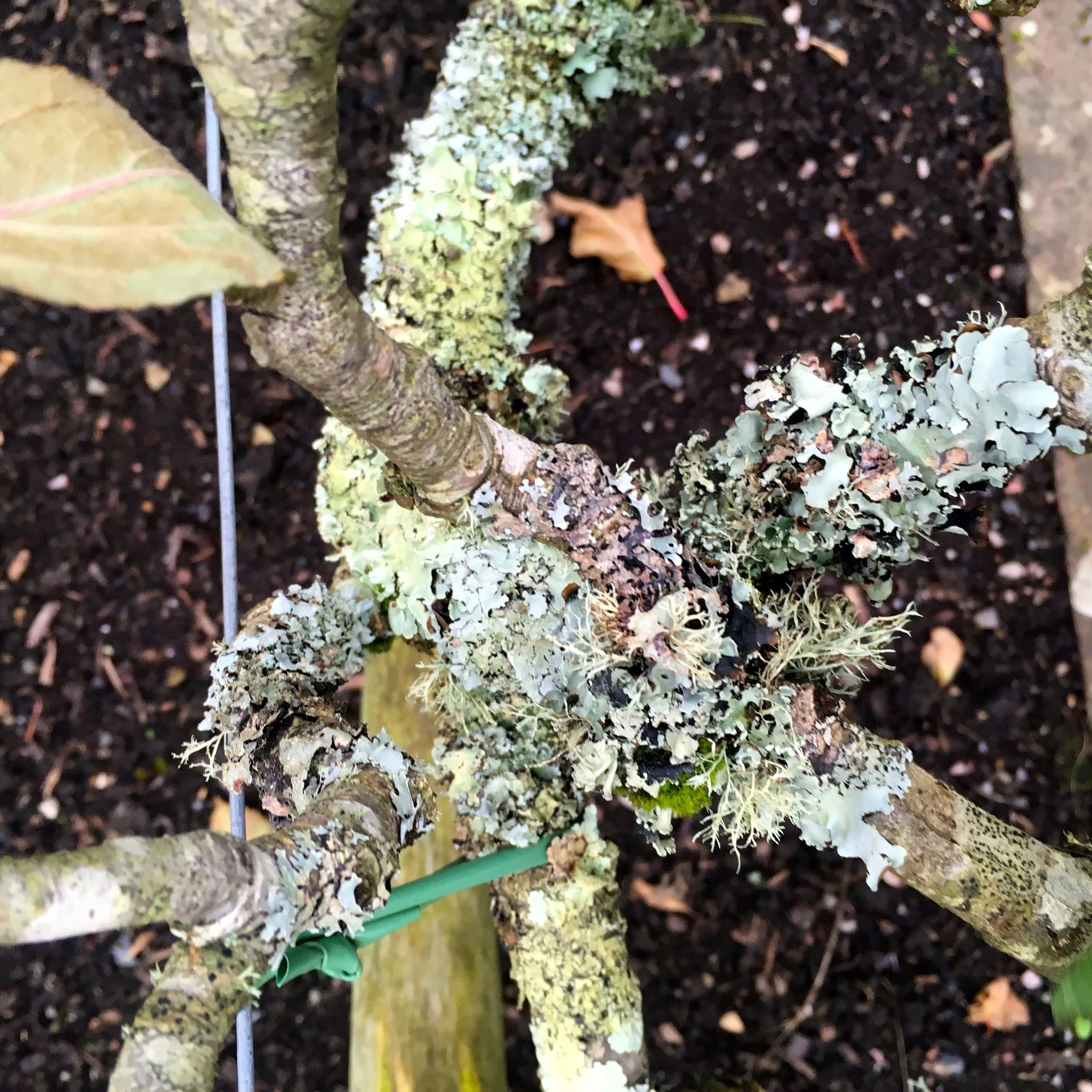 lichen on plants in the vegetable garden at RHS Rosemoor