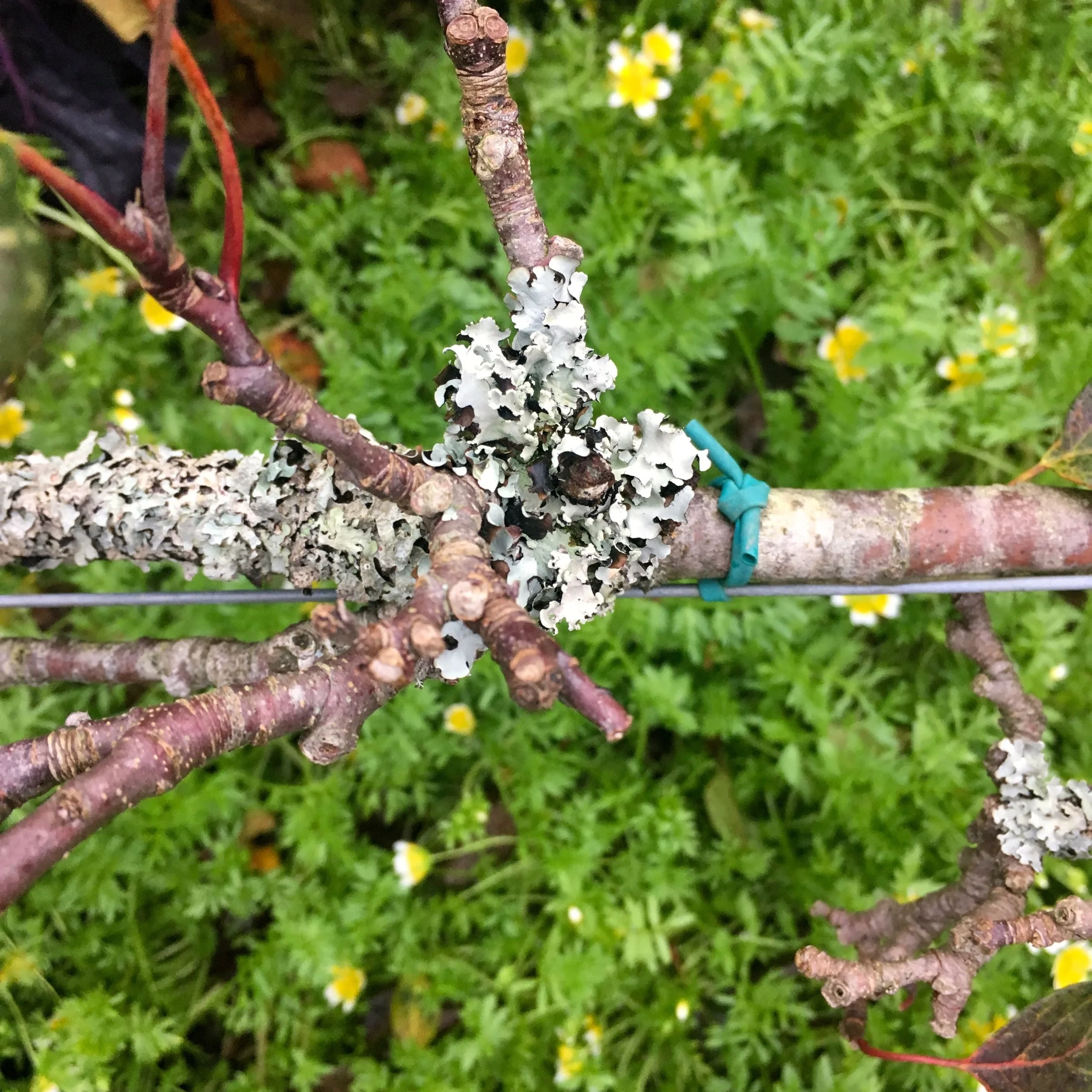 Lichen in the vegetable garden with poached egg plants below