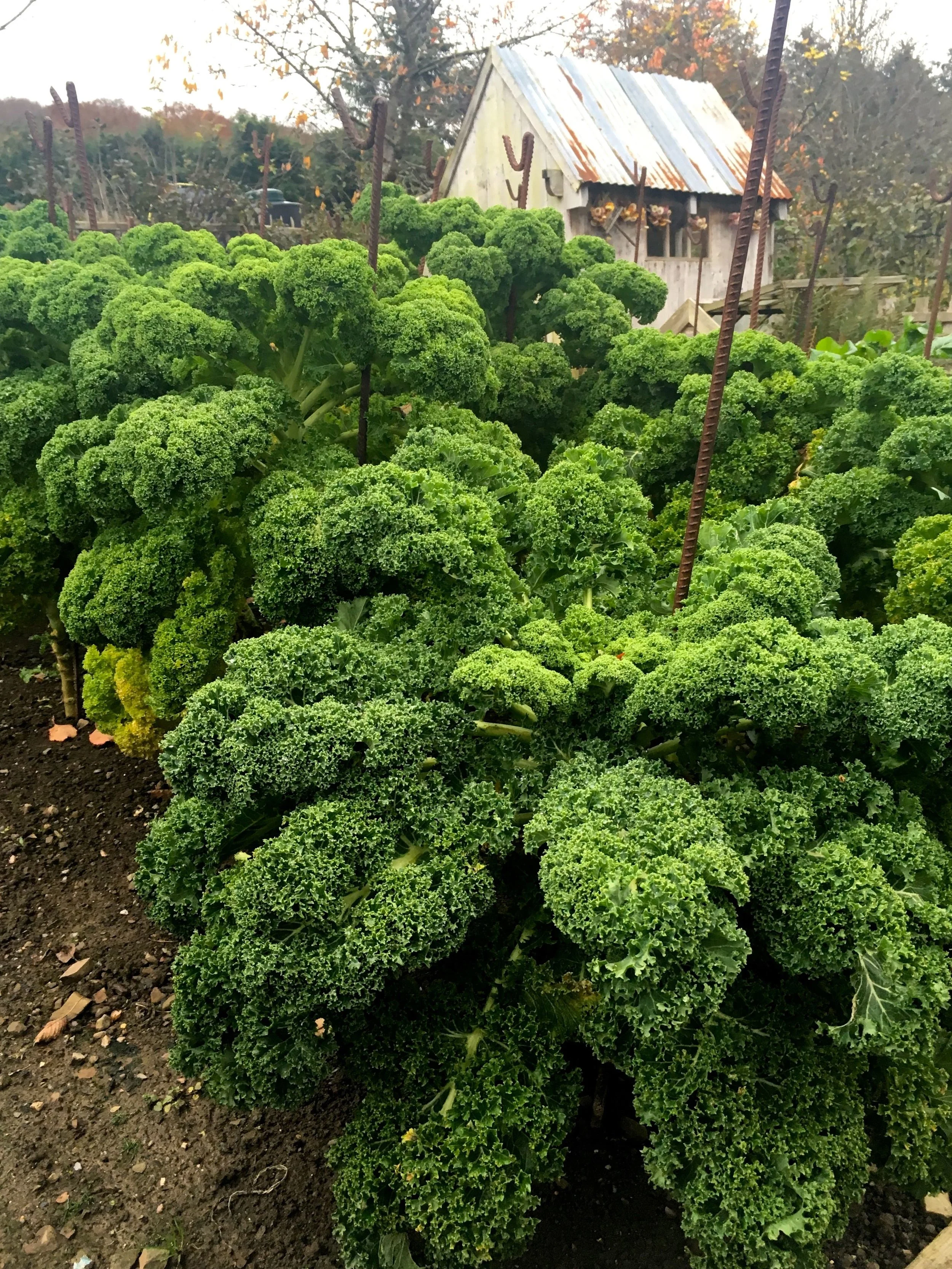 curly kale and a shed