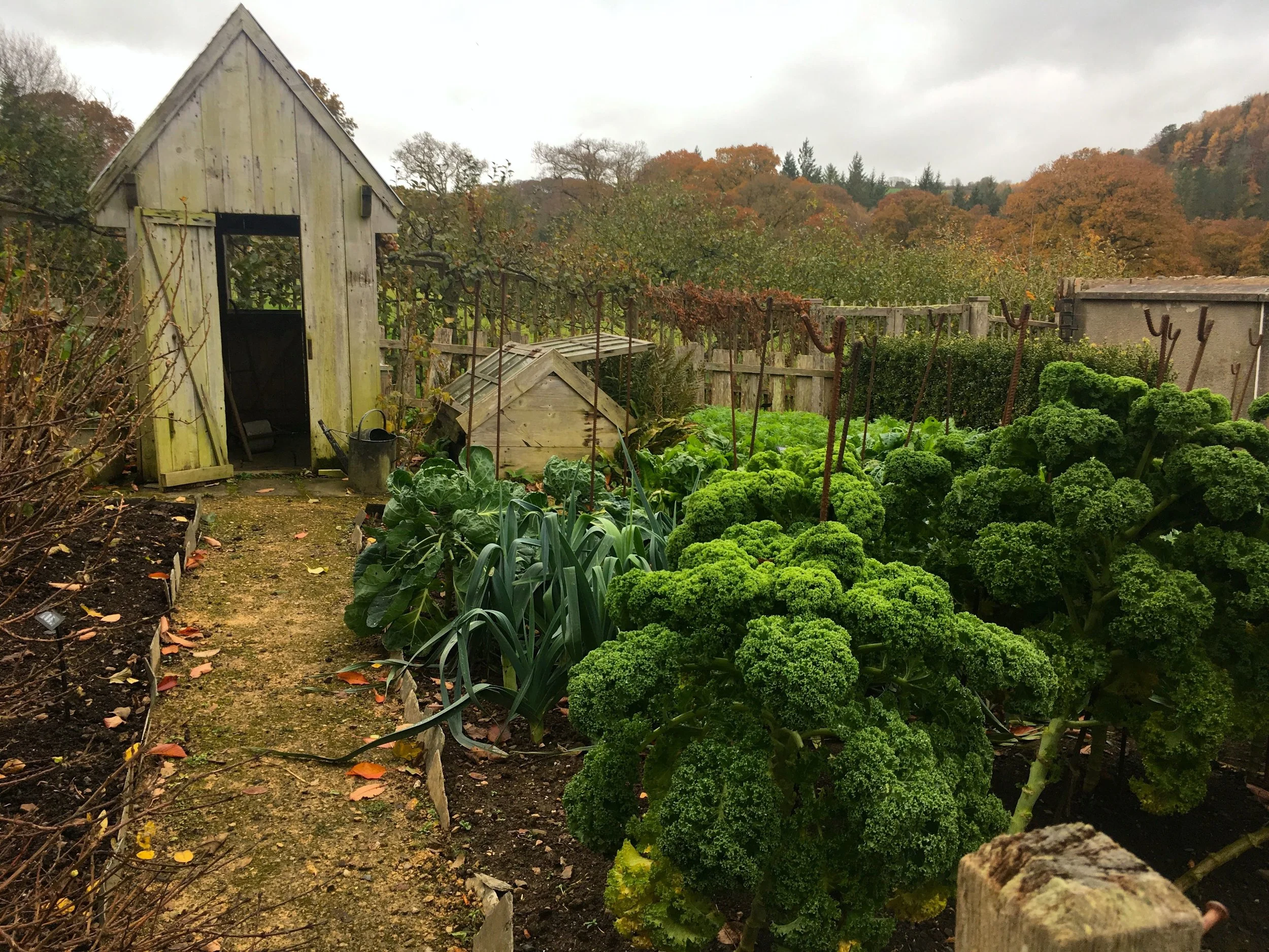 Looking down the garden path at the shed and vegetables