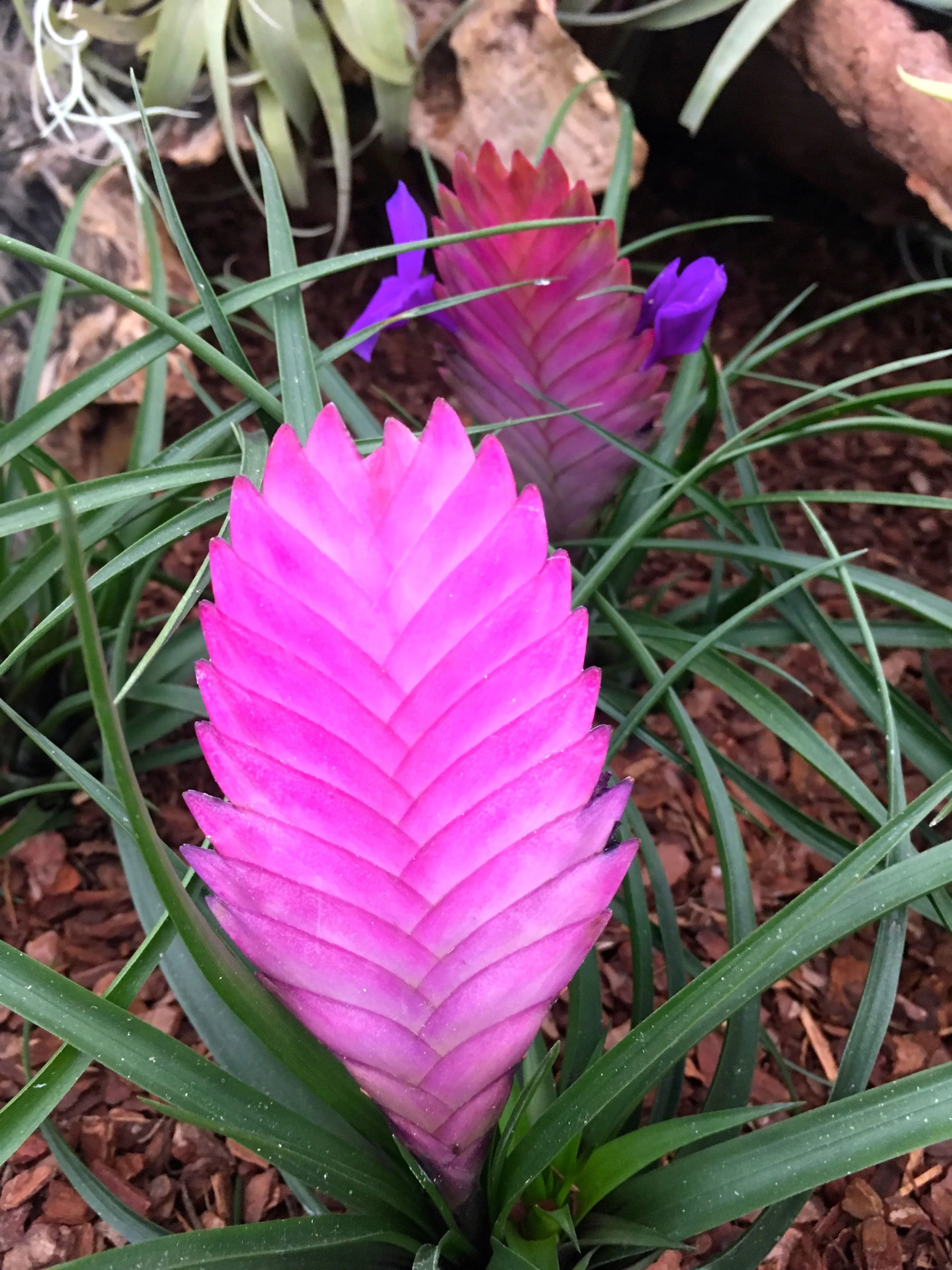 vibrant colours, a pink you wouldn't believe
