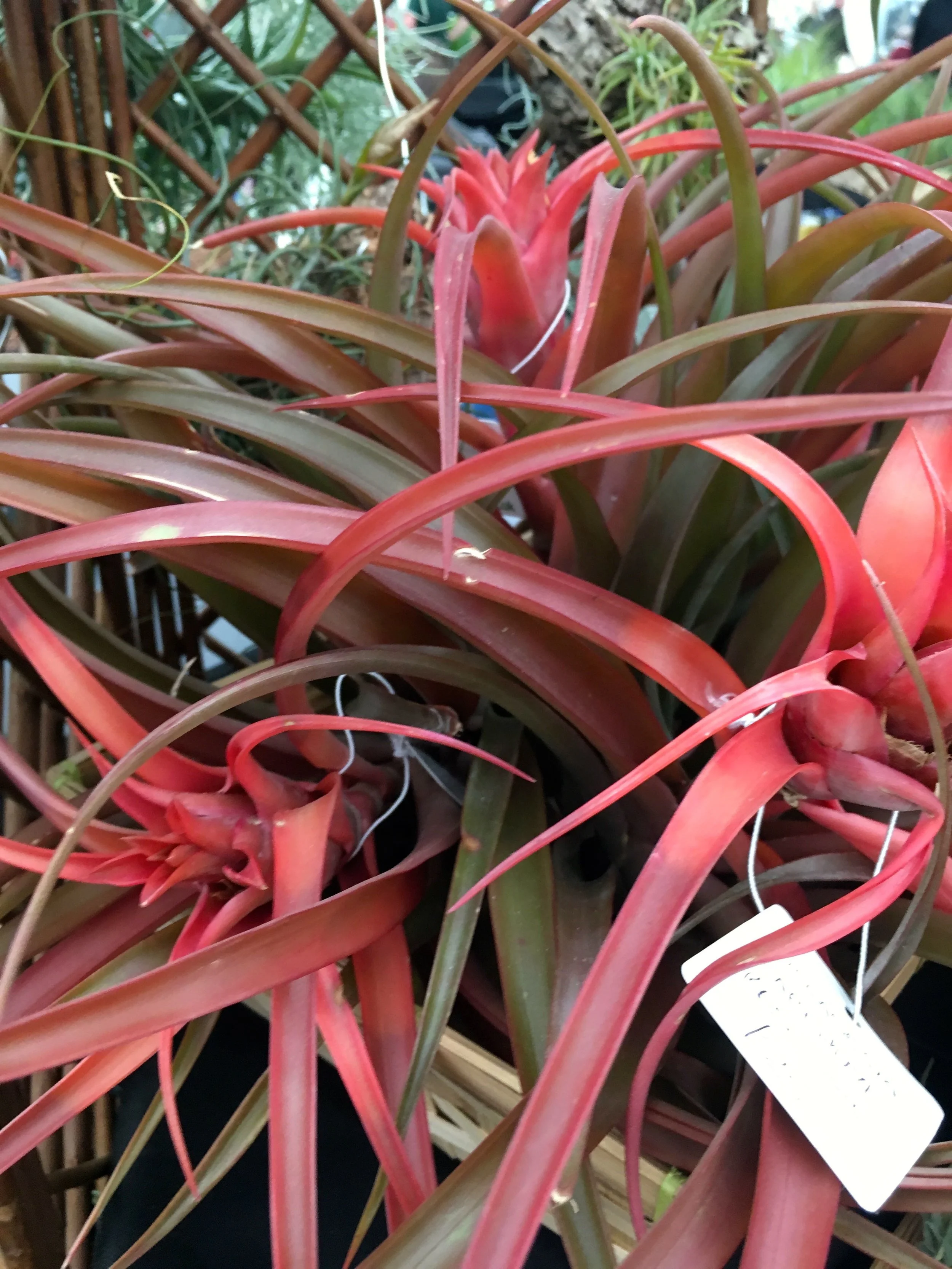 vibrant red airplants